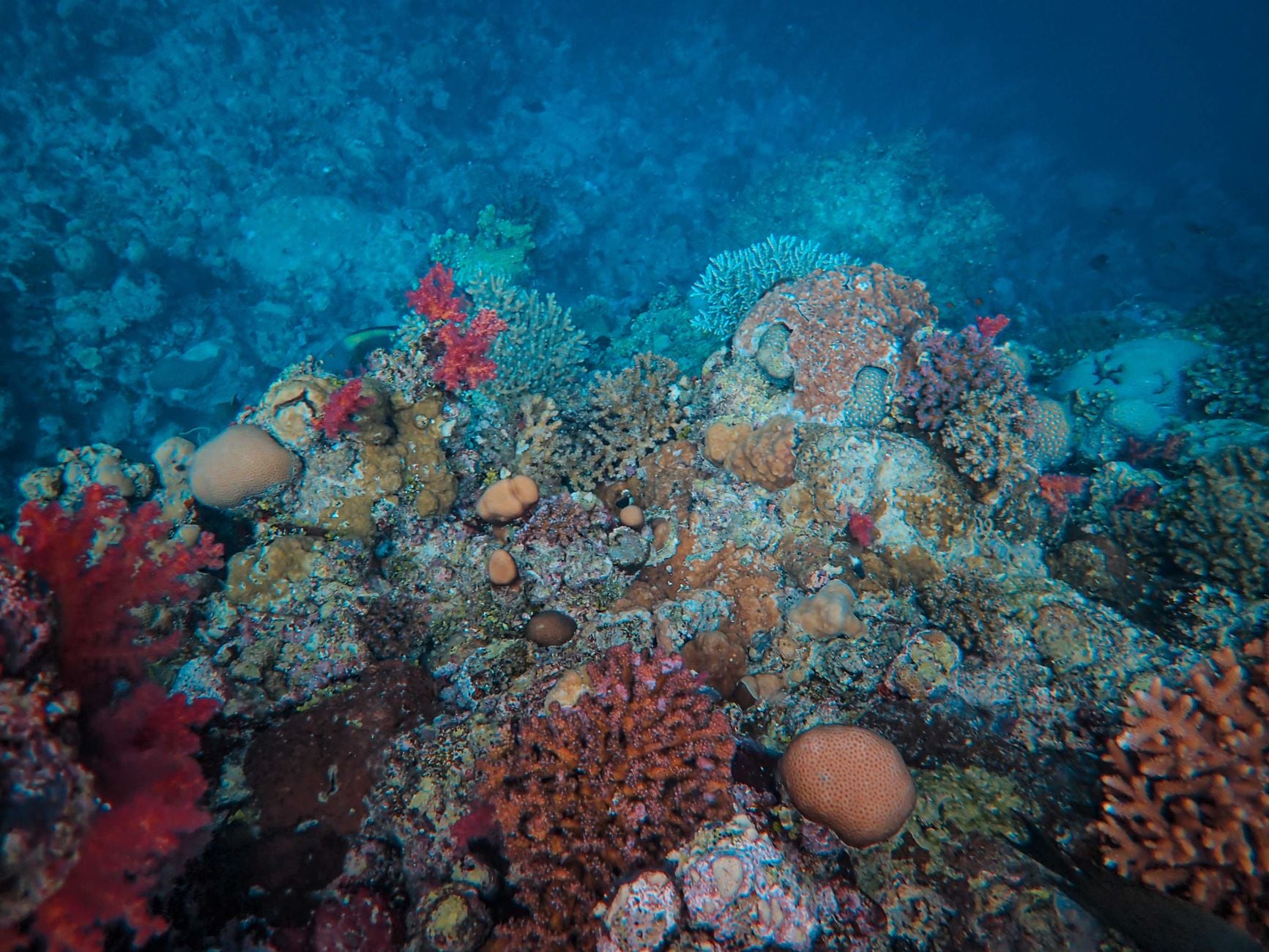 About 252 million years ago, Siberian volcanoes heated Earth's oceans until much of marine life effectively suffocated — and scientists have now confirmed the same deadly combination of warming and oxygen loss is developing again today.