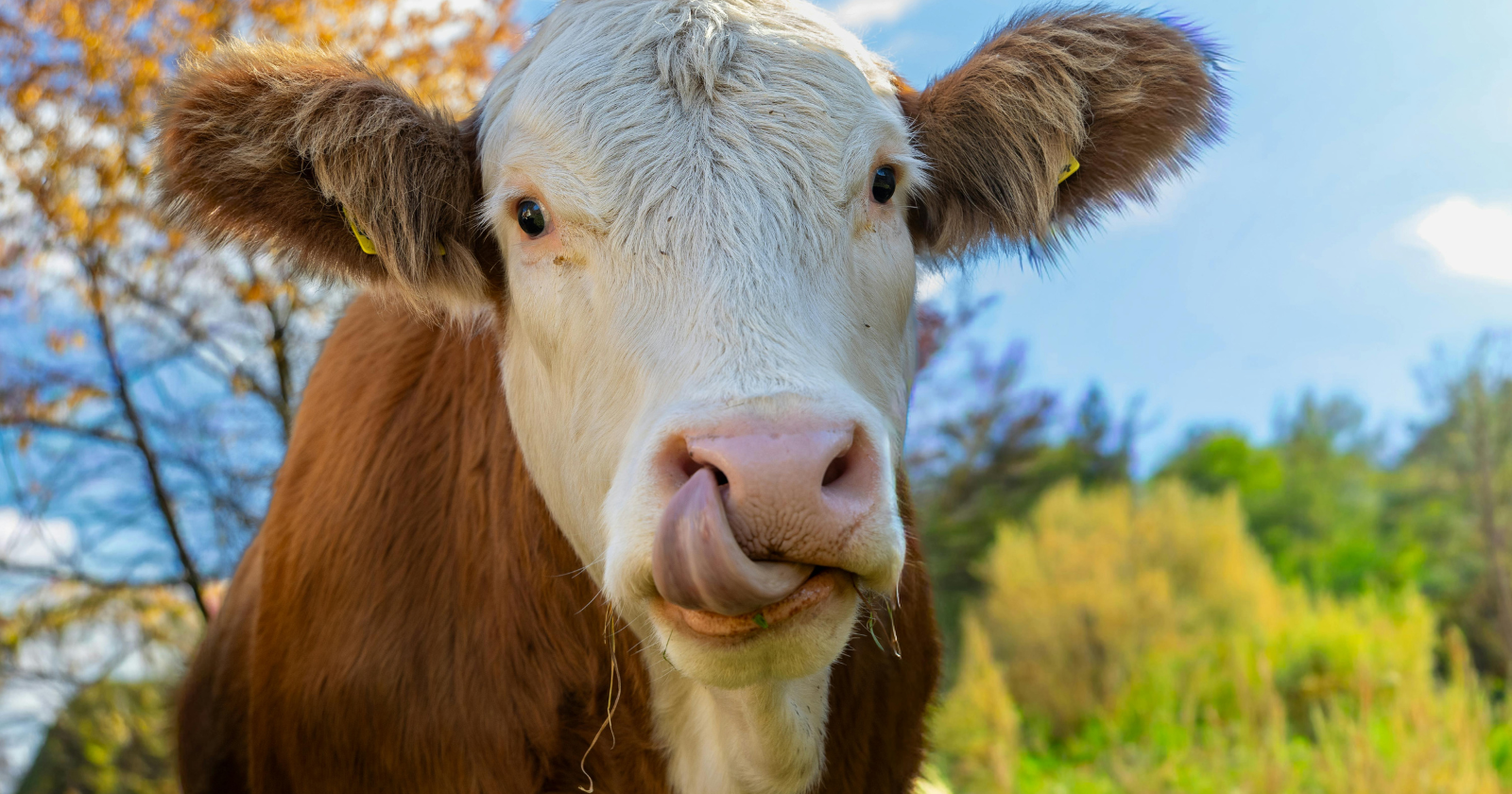 A pet cow has been filmed picking up a handheld brush and flipping it — bristled side against her back and flanks, smooth handle for the sensitive skin of her udder and legs — adjusting her grip by body region, in what researchers call the first documented case of flexible tool use in cattle