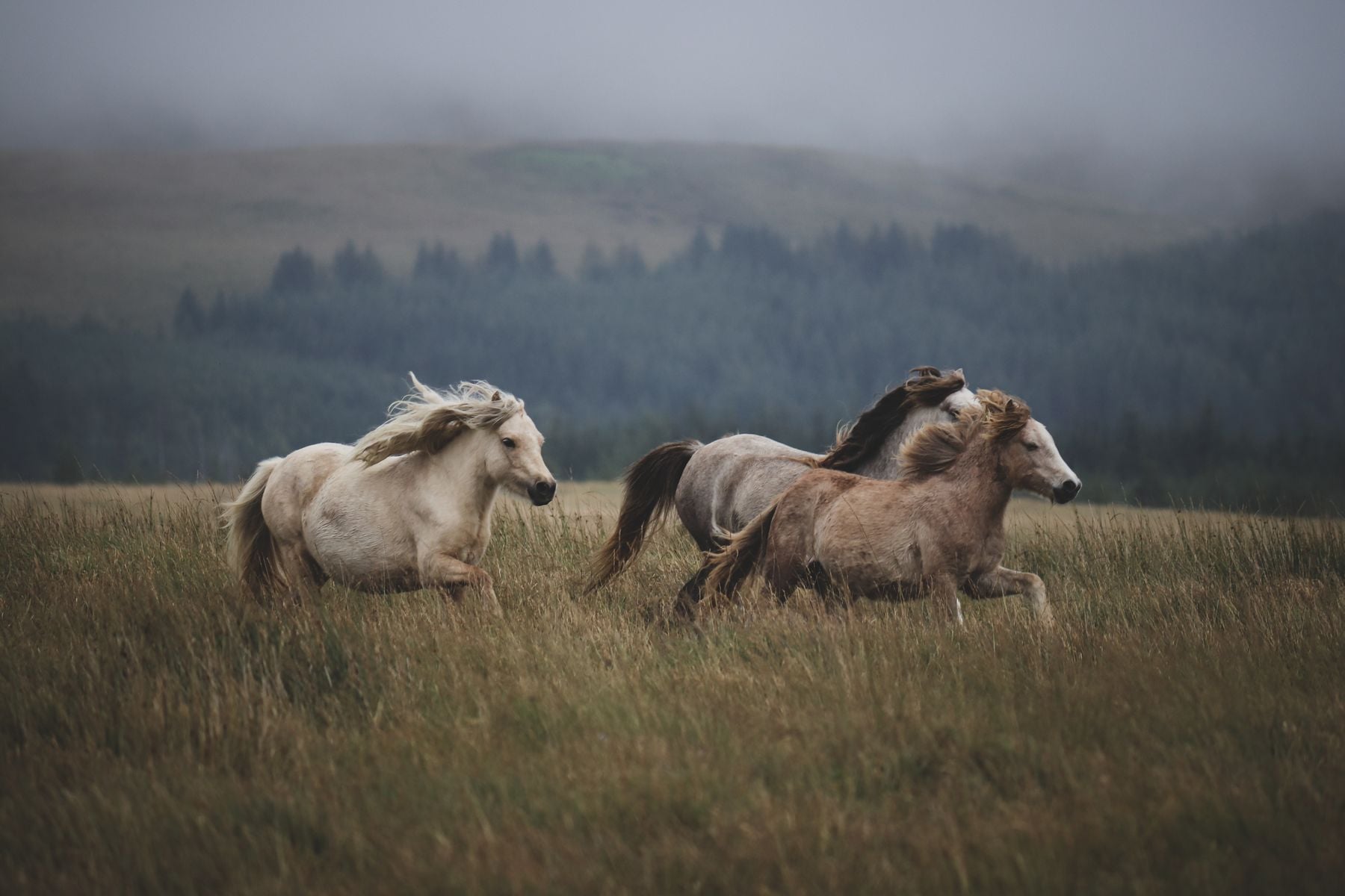 Chernobyl’s exclusion zone, emptied of most human activity after the 1986 nuclear disaster, is now home to abundant populations of wolves, lynx, deer, and introduced Przewalski’s horses—with one major study finding several large mammals as numerous as in nearby uncontaminated reserves, while wolves were more than seven times as abundant.