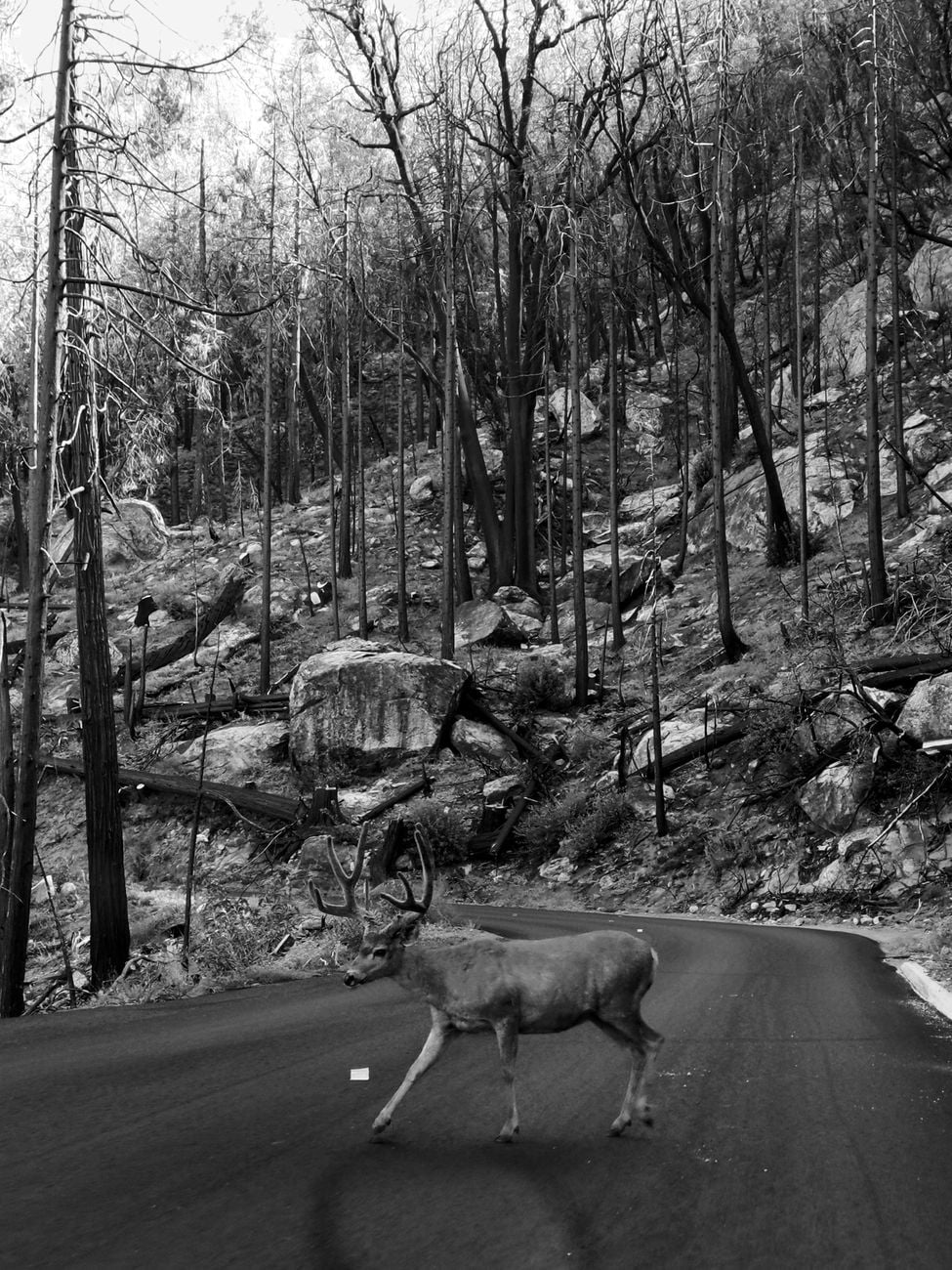 Researchers tracked 59 pumas and 503 camera sites on Washington’s Olympic Peninsula and found that where the cats were most active, deer-vehicle collision risk fell by 67 percent — because the deer changed when and where they approached roads