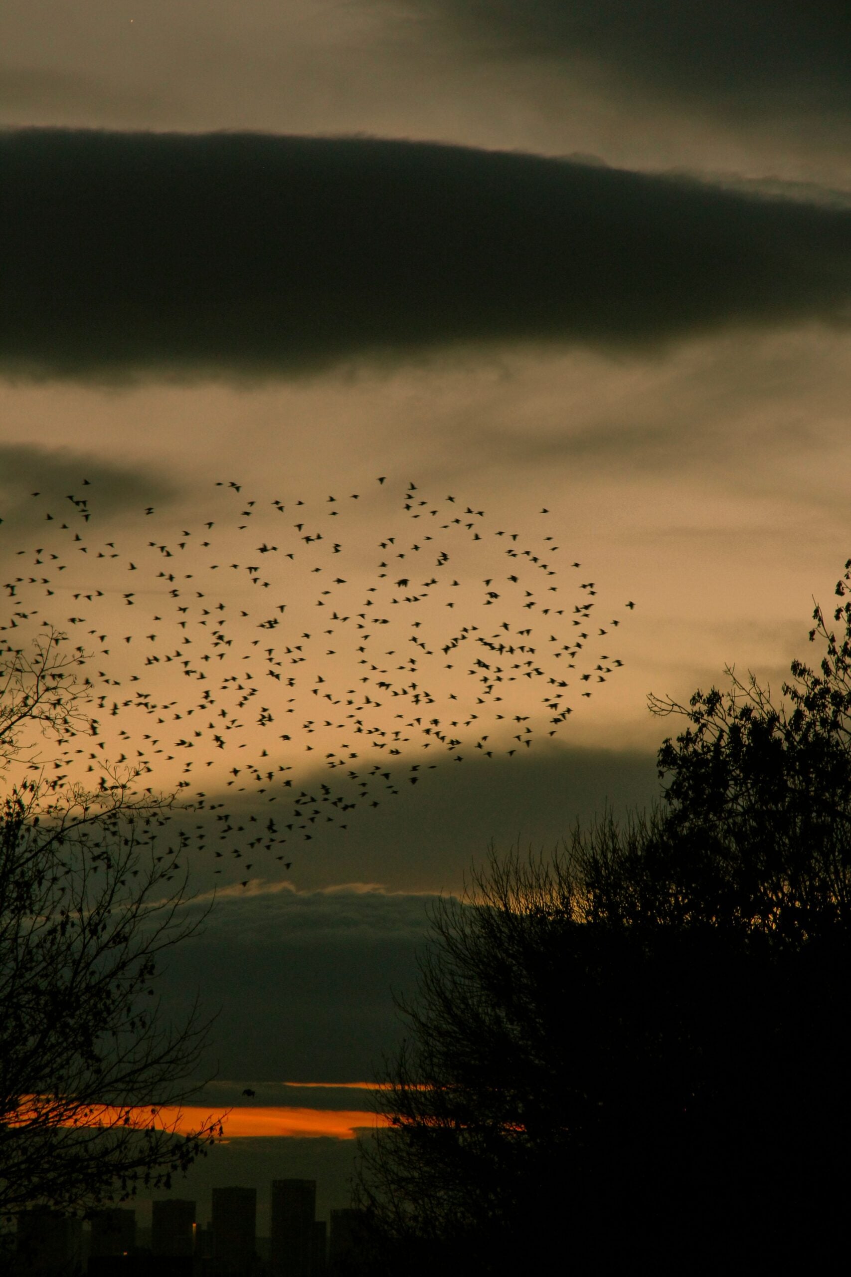 Migrating birds may see Earth’s magnetic field superimposed on the world around them — the result, scientists suspect, of a quantum reaction inside light-sensitive proteins in their eyes called cryptochromes.