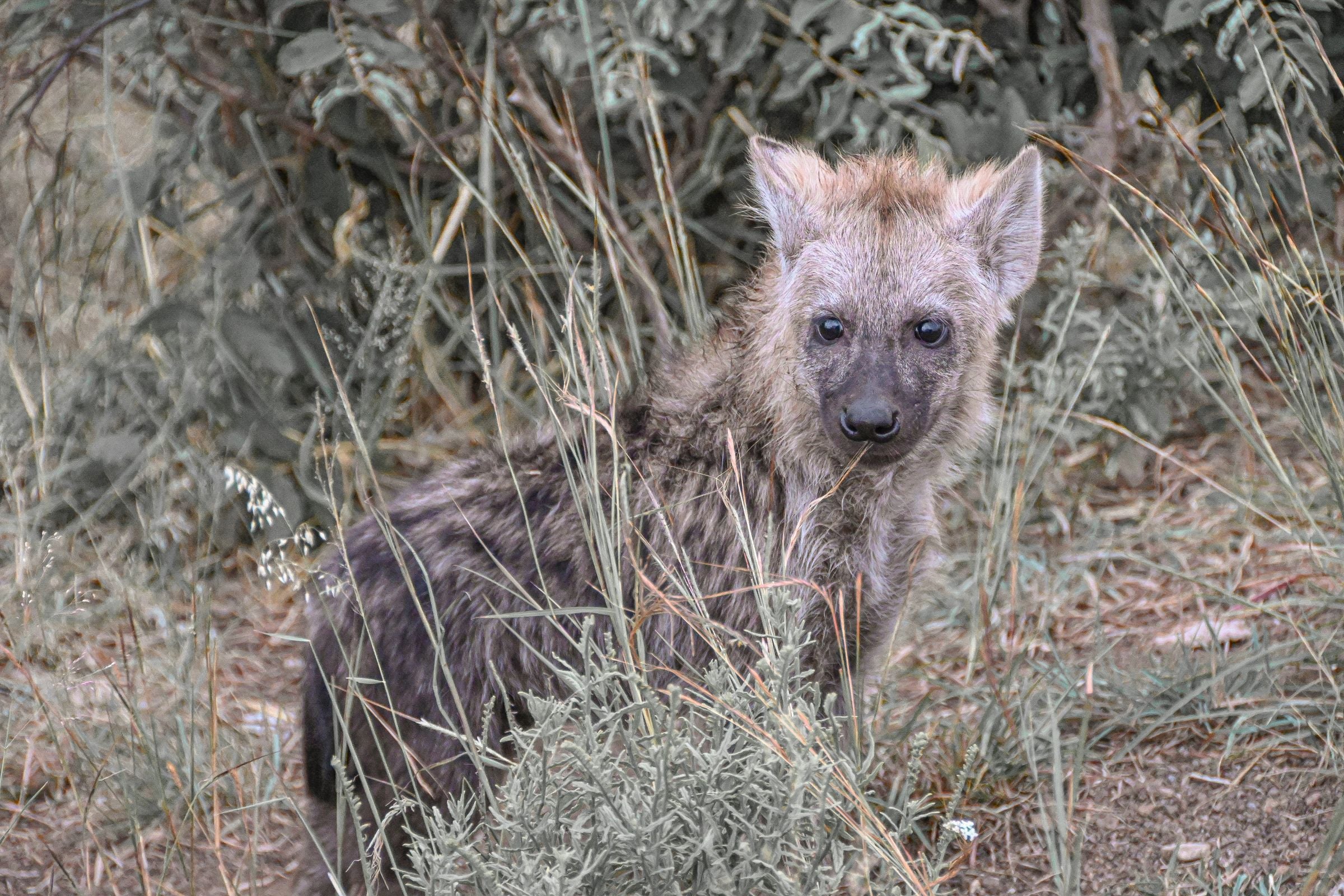Spotted hyenas evolved unusually large frontal brain regions and social skills that rival those of monkeys — even though their lineages split tens of millions of years ago. Researchers see it as convergent evolution: intelligence finding a similar solution twice.