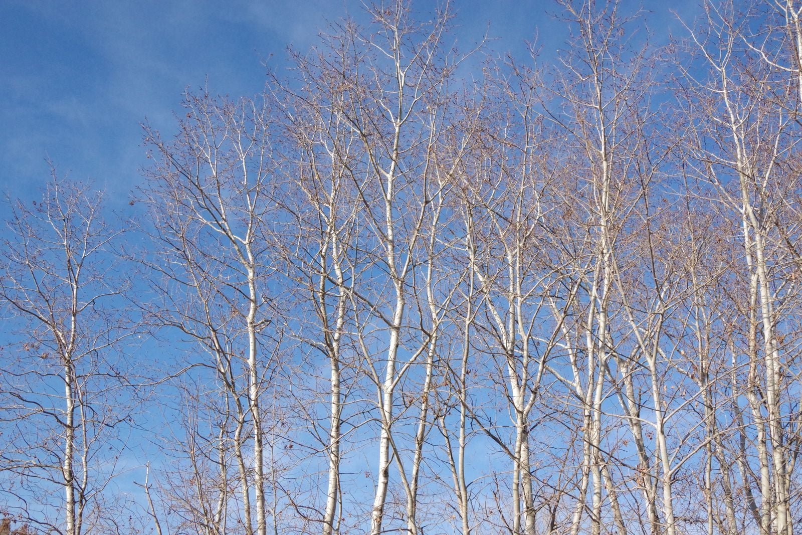 quaking aspen trunks bark