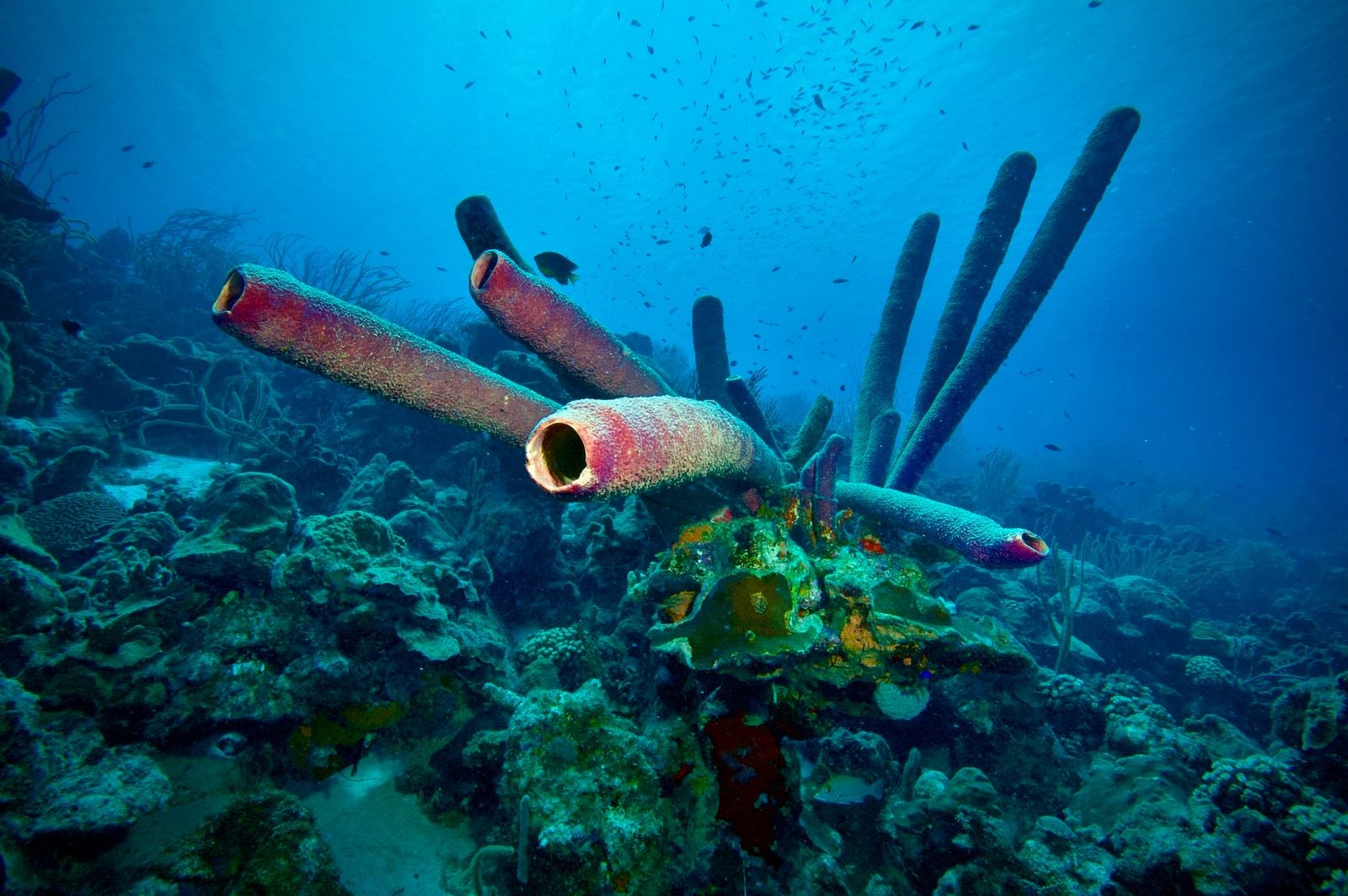 red encrusting sponge