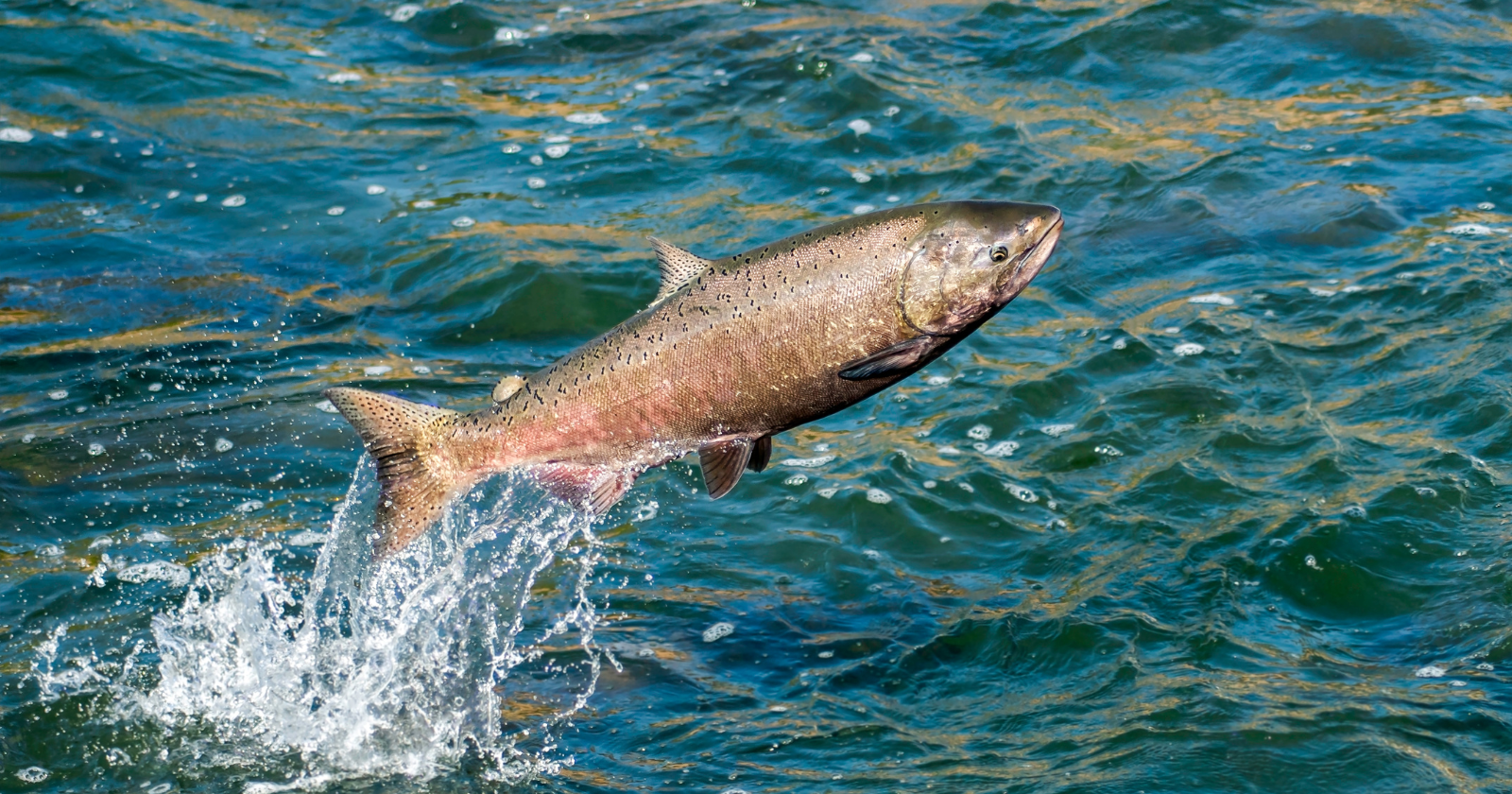 Engineers sent robotic "sensor fish" through a Columbia River dam, then subjected 5,767 young salmon to the same pressure drop — revealing that turbine blades are rarely what kill them; their swim bladders expand so violently that organs rupture and gas bubbles lodge in their gills