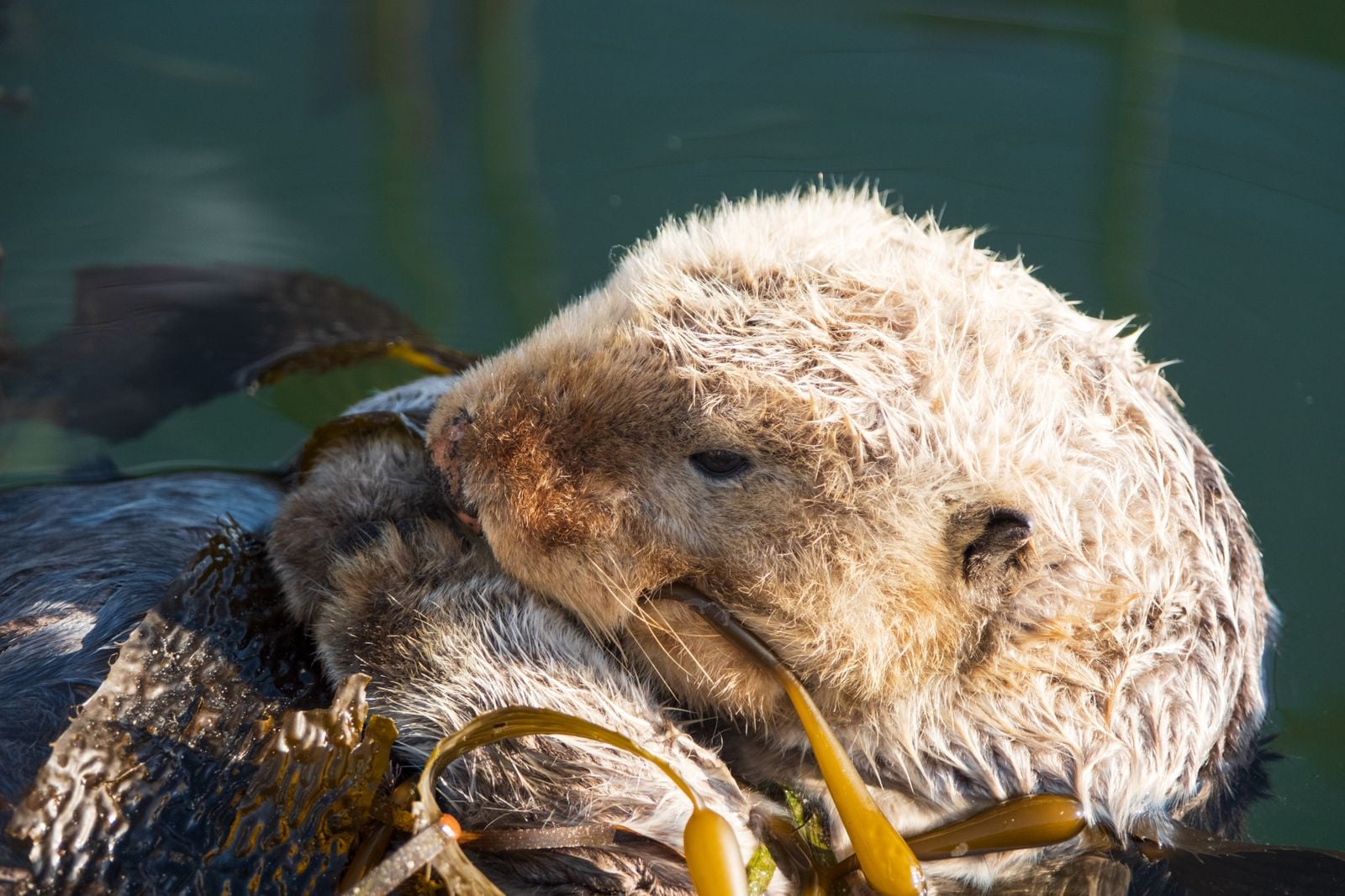 sea otter grooming