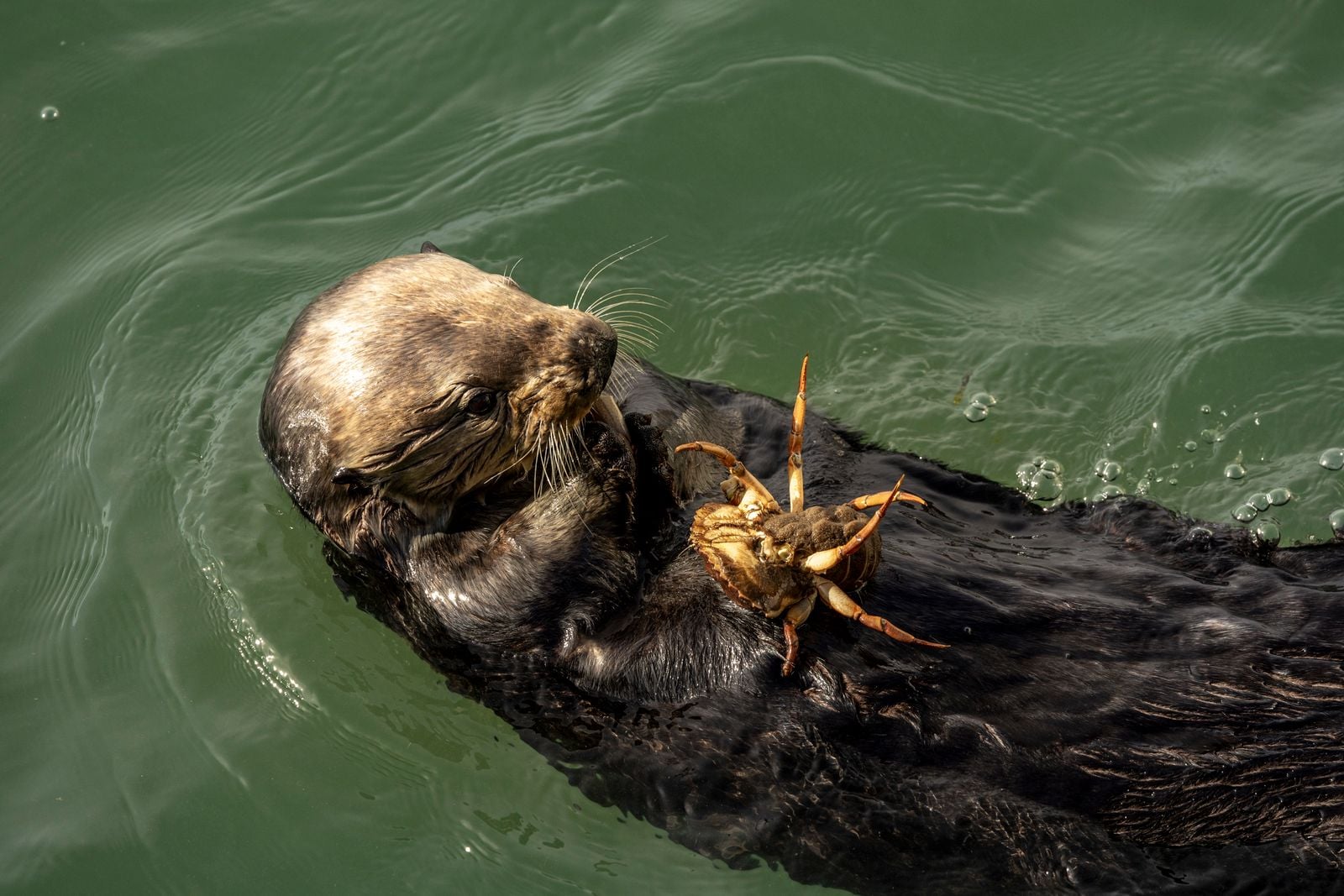 sea otter kelp forest