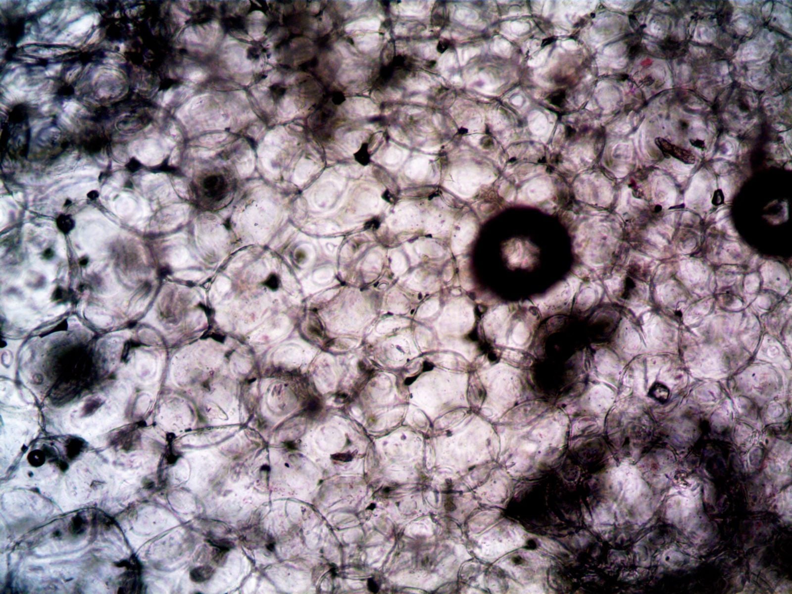 Sea sponges pushed through a fine mesh separate into individual cells that then crawl back together over hours and reassemble into a functioning sponge, an extreme case of whole-body regeneration that biologists have watched under microscopes since 1907