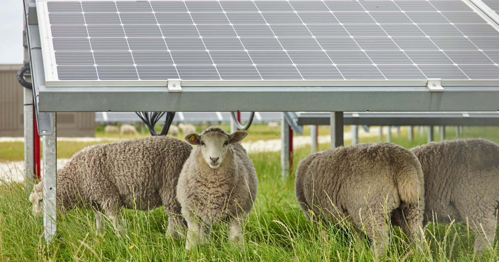 Lambs grazing under an Oregon solar farm had 38 percent less grass in front of them than lambs in the open field alongside, and they put on the same weight to the gram, because shade makes a pasture grow less of everything except protein