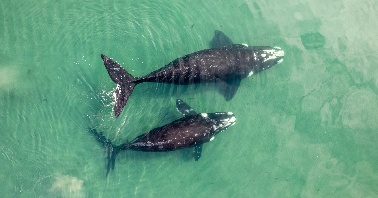 Drones over the Azores recorded two sperm whales turning to face each other, converging at speed and striking head-on with the front of the skull — the battering-ram collision the species' anatomy had implied for two centuries, and nobody had ever filmed