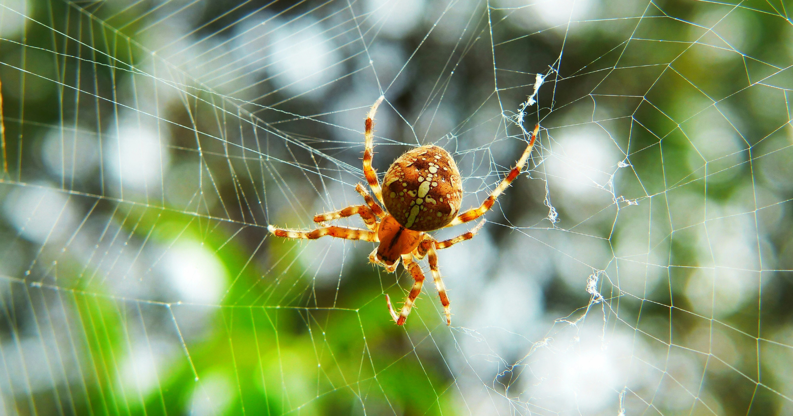 Some spiders have no ears at all, but researchers found their webs can pick up sound the way an eardrum does, meaning the spider effectively turns its own web into a giant external ear.