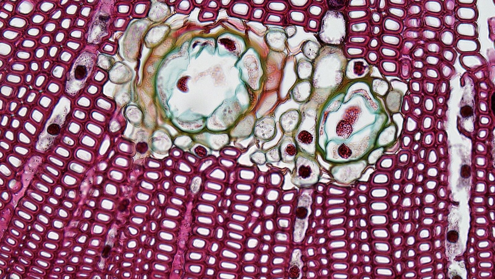 sponge cells gathering into an aggregate under a microscope
