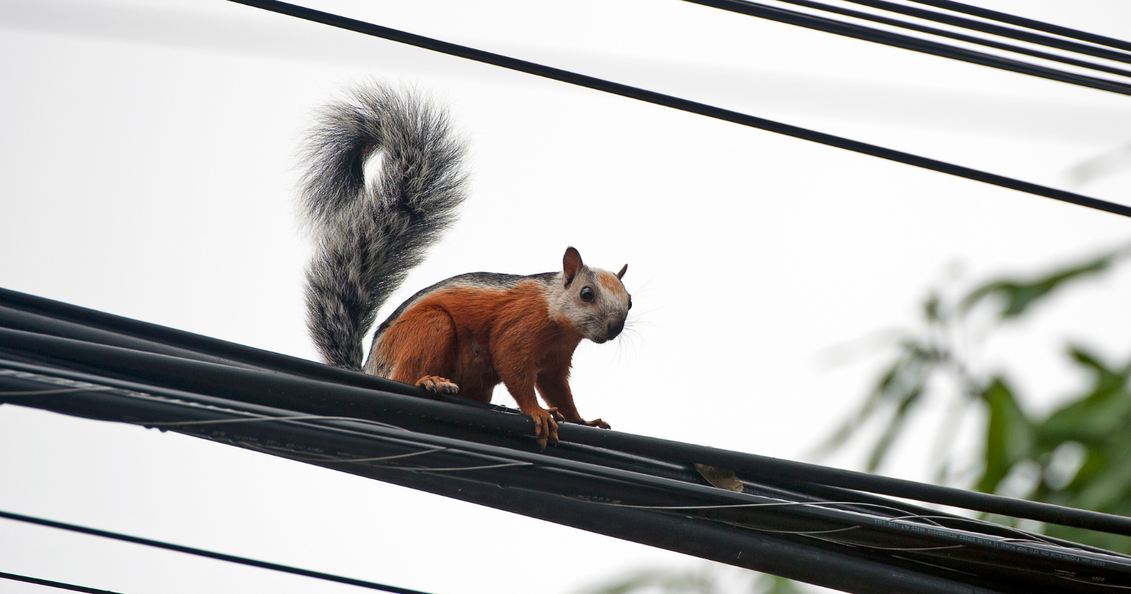 On August 2, 1994, a squirrel chewed through a power line in Trumbull, Connecticut, and froze the Nasdaq for 34 minutes, the second blackout a squirrel had handed the exchange in seven years, because every trade in America's electronic market ran through one building on one suburban feeder