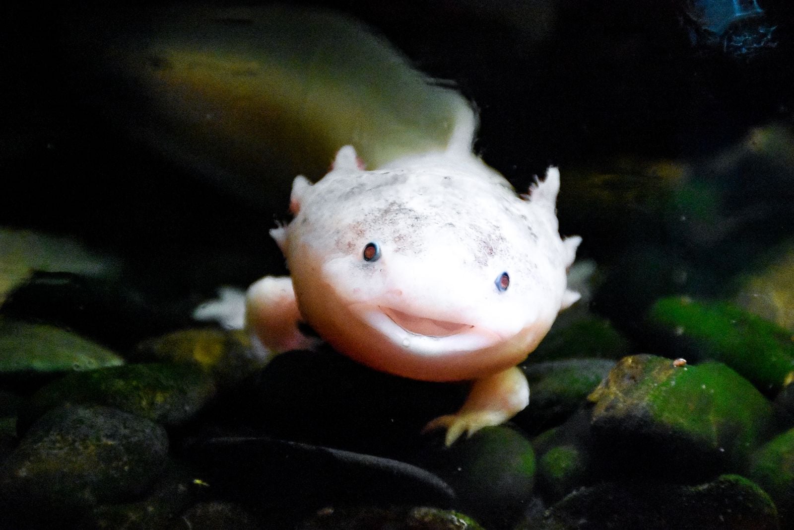 The axolotl can regrow a lost leg, a piece of its heart, parts of its spinal cord, and even sections of its brain with no scarring, and yet in the wild it survives in a single network of canals on the outskirts of Mexico City, where fewer than 1,000 individuals are thought to remain