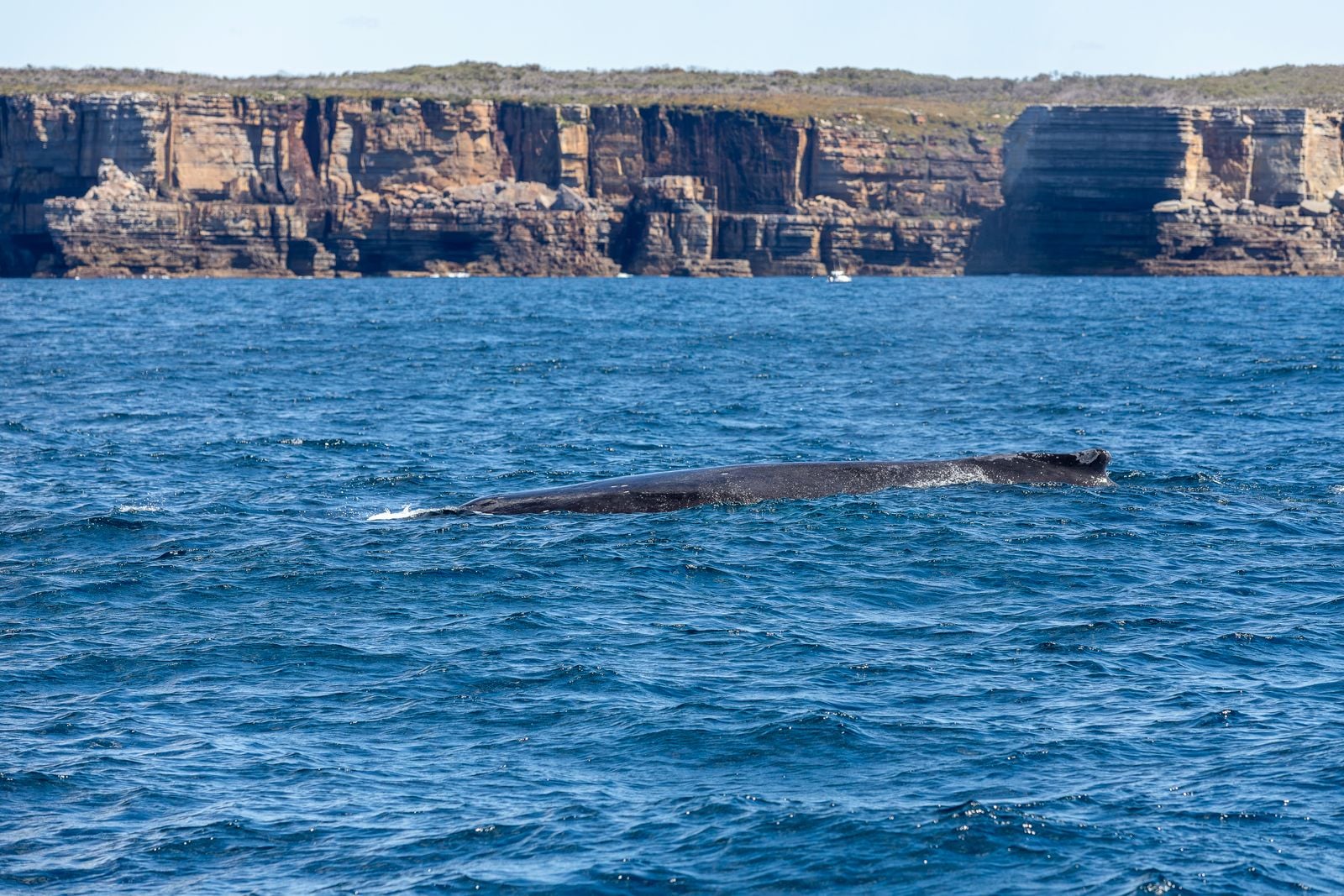The blue whale's heart weighs about 400 pounds, beats as slowly as twice per minute when the animal is deep-diving, and pushes blood through an aorta about nine inches across, wide enough to fit a human head but not the crawling child of the popular legend