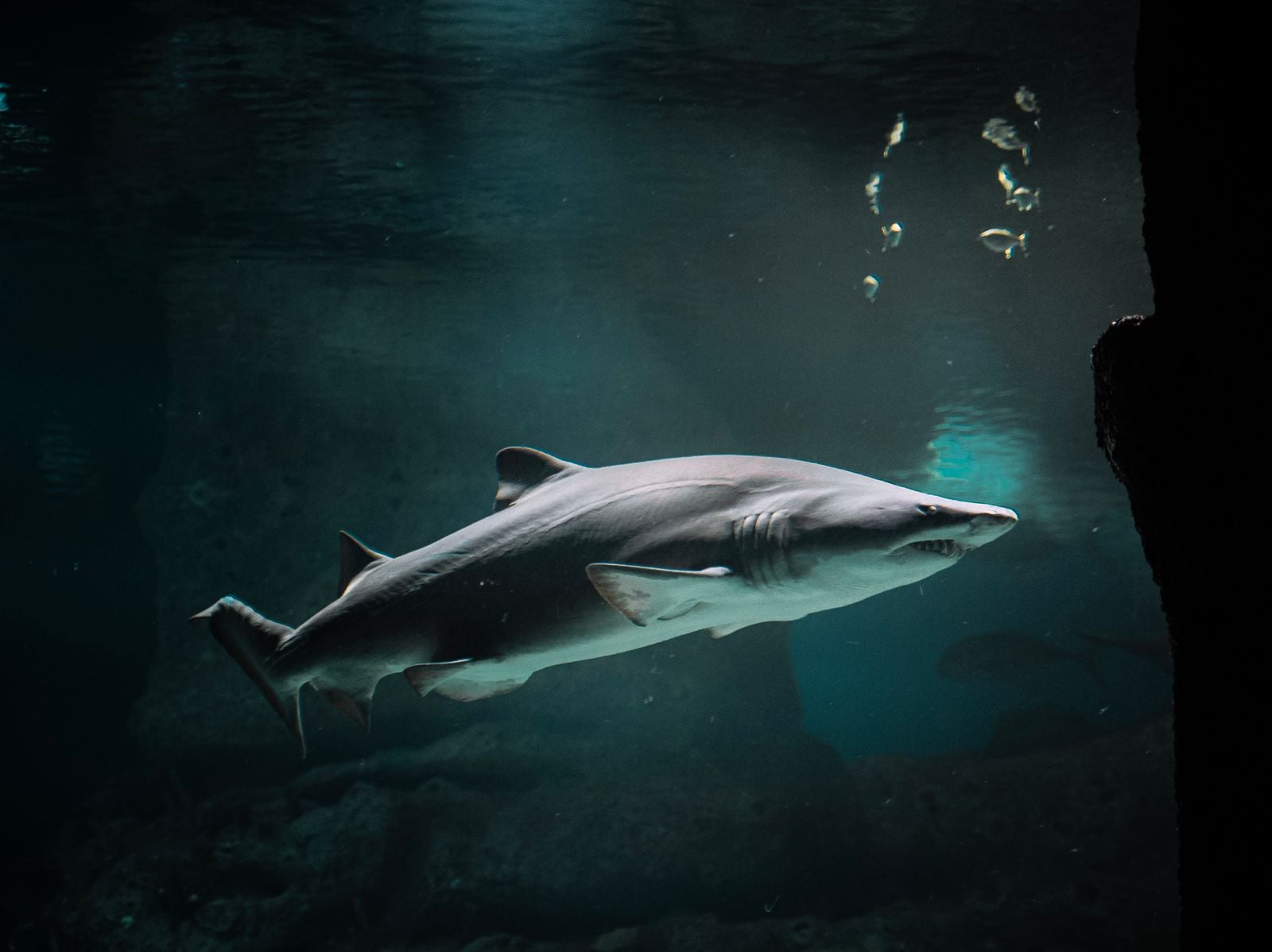 The Greenland shark grows about one centimetre per year and does not reach sexual maturity until roughly age 150, meaning the pups being born in the North Atlantic this year will not breed until the 22nd century