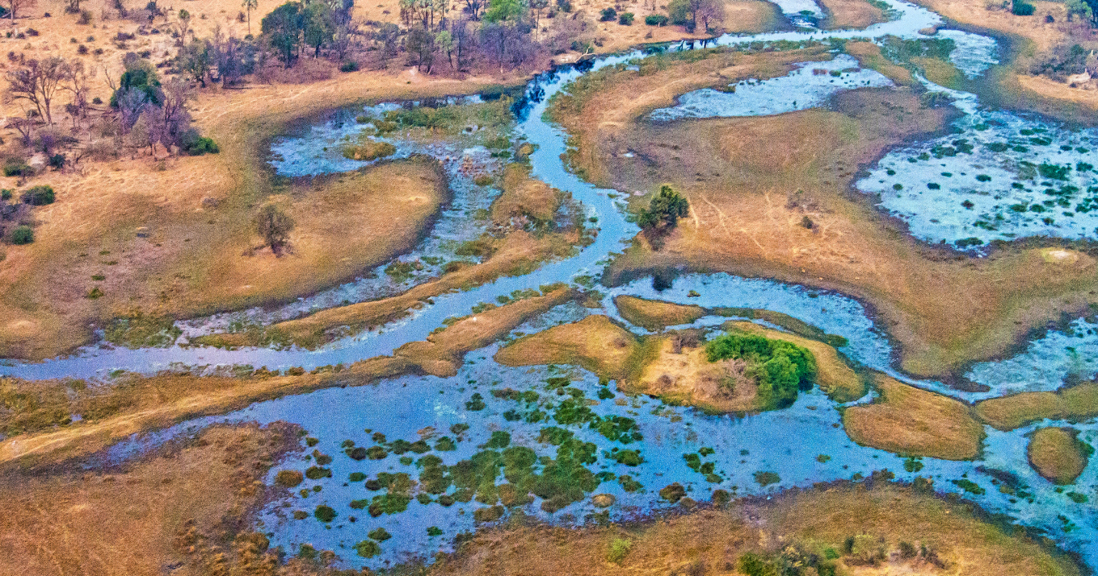 There is a great river that flows into a desert and simply vanishes, running for around 1,600 kilometres out of the Angolan highlands before spilling into the Kalahari, fanning out into the world's largest inland delta, and evaporating into the air without ever reaching the sea.