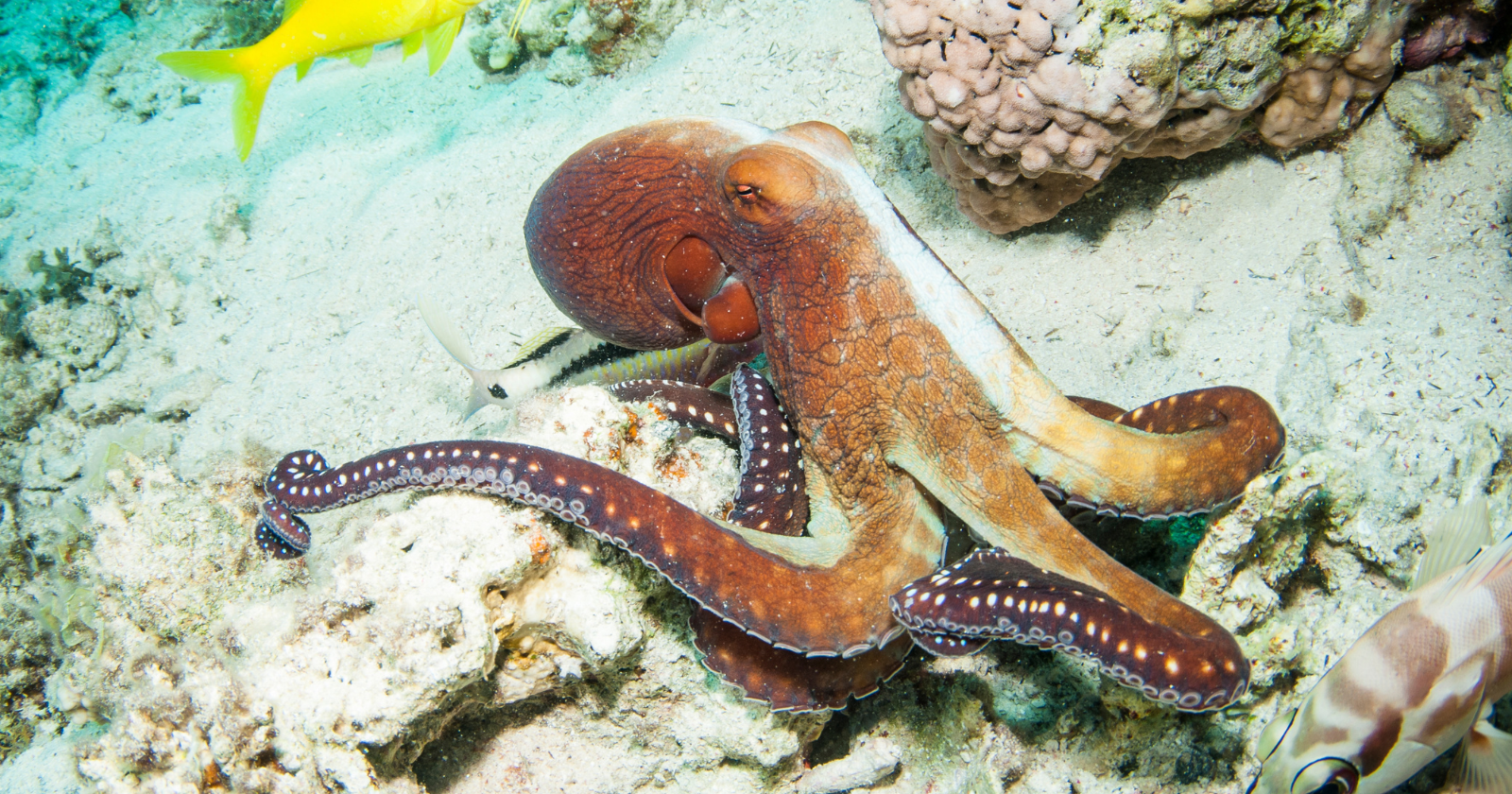 An octopus was filmed carrying two halves of a coconut shell across the seafloor to reassemble them later as a portable suit of armour, one of the only clear cases of a wild invertebrate using tools.
