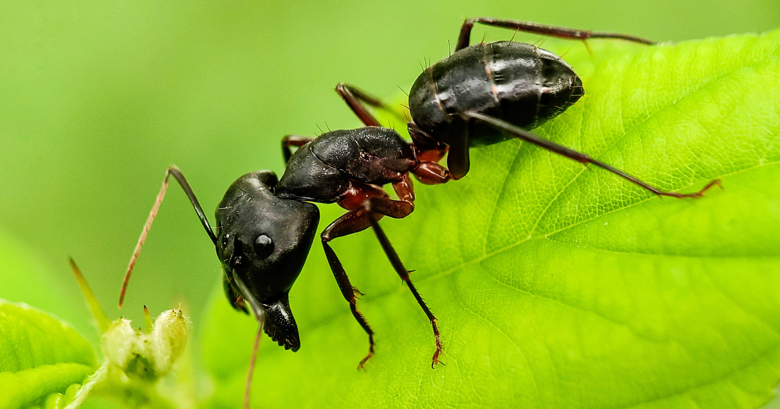 Scientists discovered that when a certain ant is wounded in the leg, its nestmates will assess the injury and, if it's high on the limb, carefully bite the whole leg off to stop infection spreading, a deliberate amputation that dramatically raises the injured ant's chance of survival, the only animal besides humans known to perform such surgery on each other.