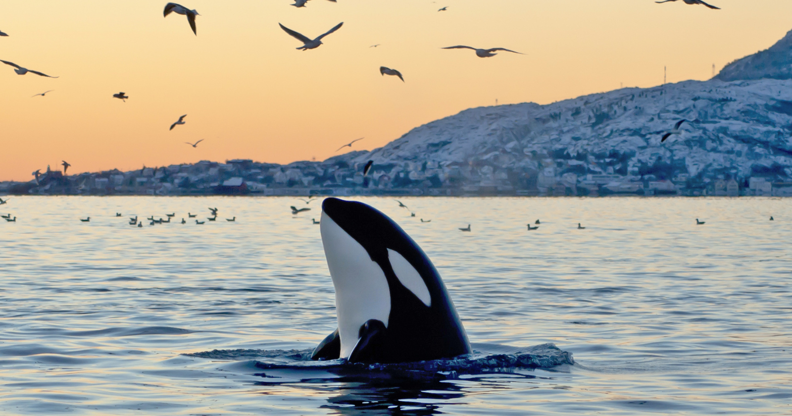 In 2018 a female orca off the coast of Washington gave birth to a calf that died within half an hour, and rather than let the body sink she carried it with her, pushing it through the water on her head for 17 days and more than a thousand miles before finally letting go, and in 2025 the same whale did it all over again with another dead calf.