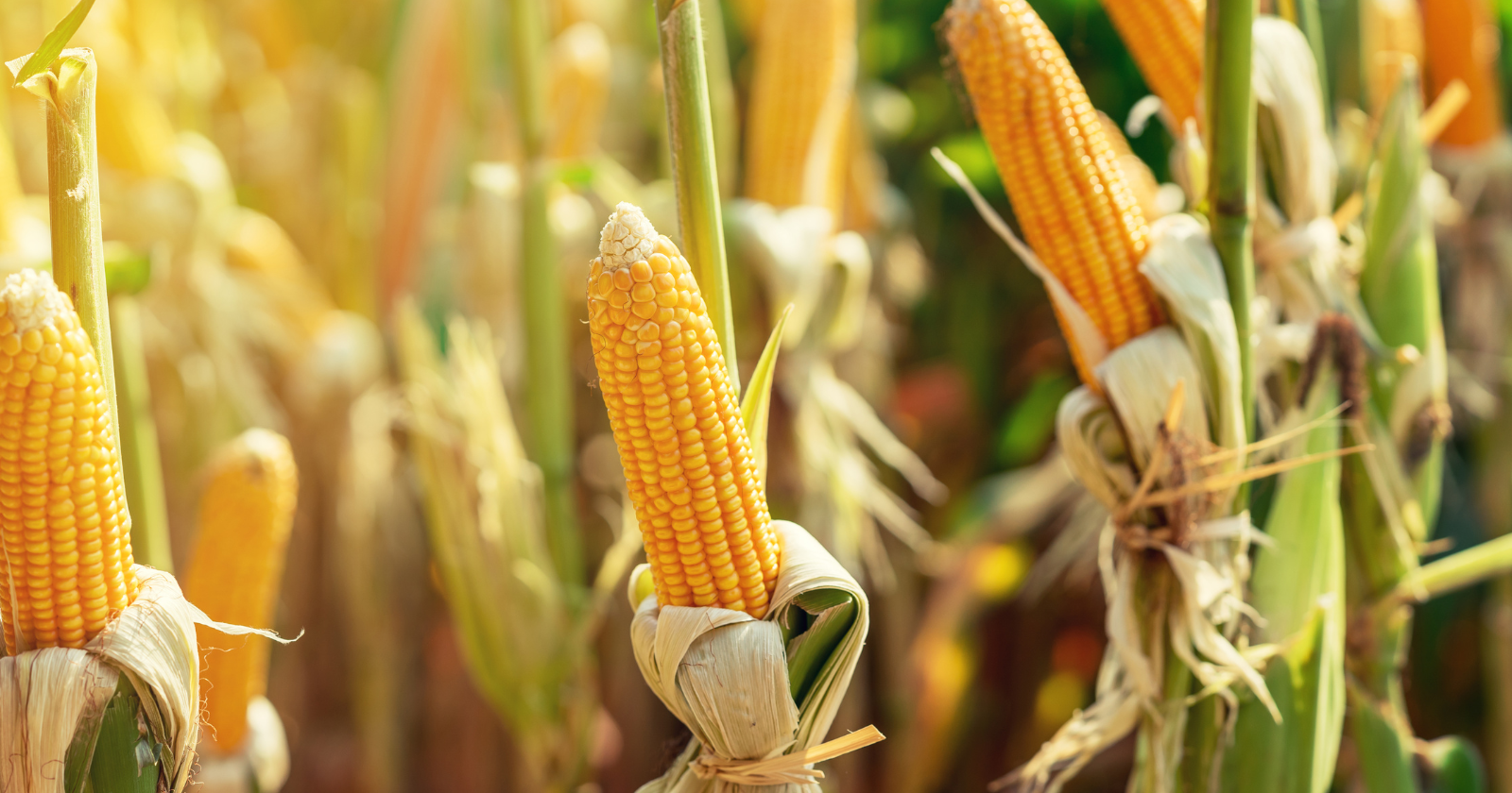 When corn arrived in Europe after 1492, it was hailed as a miracle crop, but eaten the wrong way it made skin crack and peel away in the sun, drove people into dementia and madness, and killed hundreds of thousands, and no one understood why for centuries.