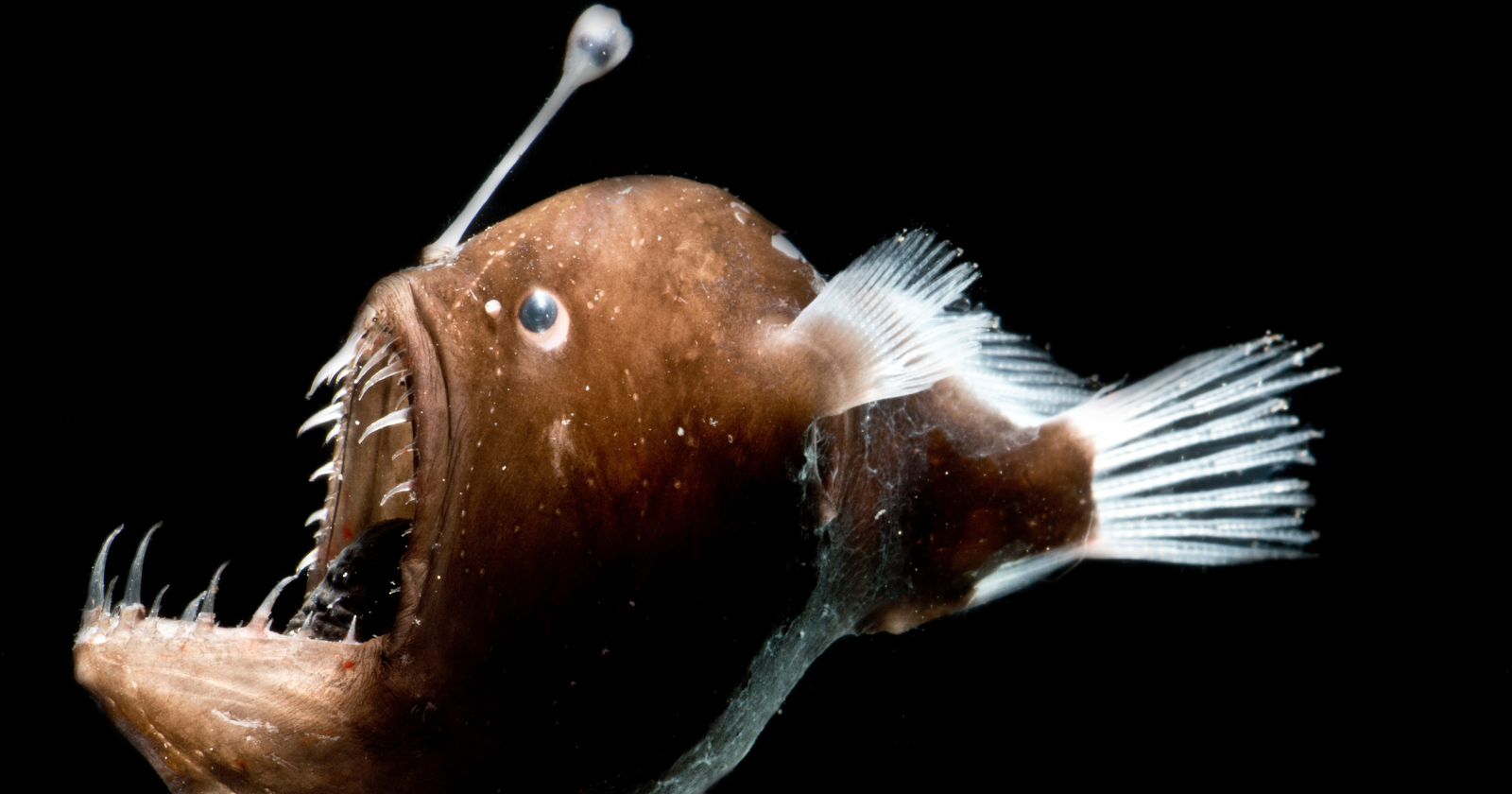 A creature that spends its entire life in crushing darkness a kilometre beneath the waves appeared, alive, at the sunlit surface off Tenerife in 2025, and marine biologists are still debating what dragged it up from a world it was never meant to leave.