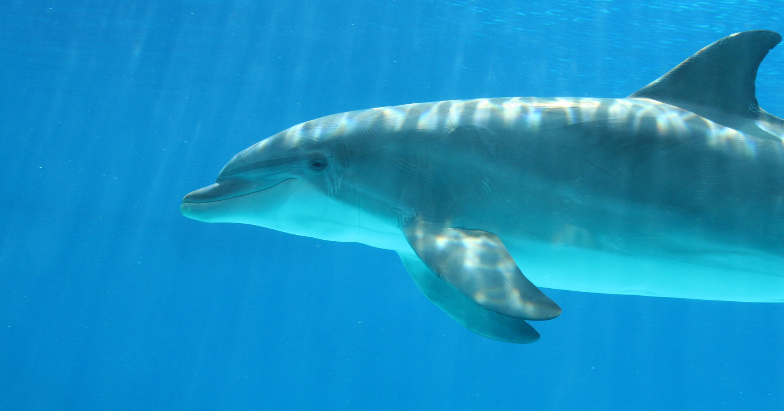 Off the coast of Portugal, a pod of sperm whales was seen adopting a lone bottlenose dolphin with a deformed, S-shaped spine that its own kind had apparently rejected, letting it swim, forage and nuzzle among them for weeks, the first time these deep-diving giants had ever been recorded forming a bond with another species, and no one can say what the whales got out of it.
