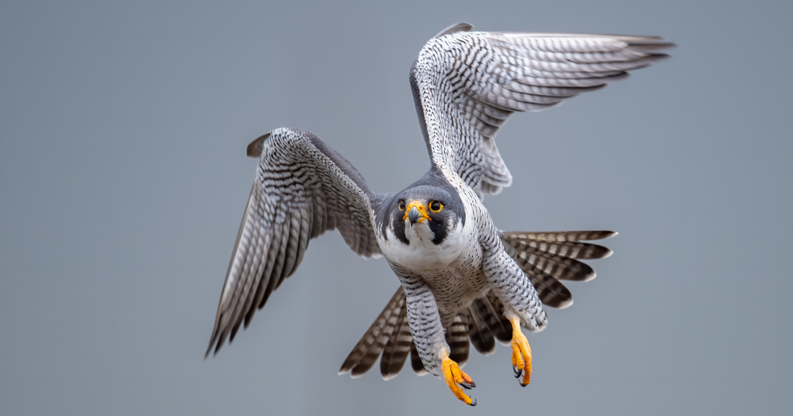 The fastest animal on Earth isn't the cheetah, it's a bird that folds its wings and drops out of the sky like a missile, reaching over 240 miles an hour in its dive, fast enough that if it hit a small bird head-on it would kill it instantly with a single clenched foot