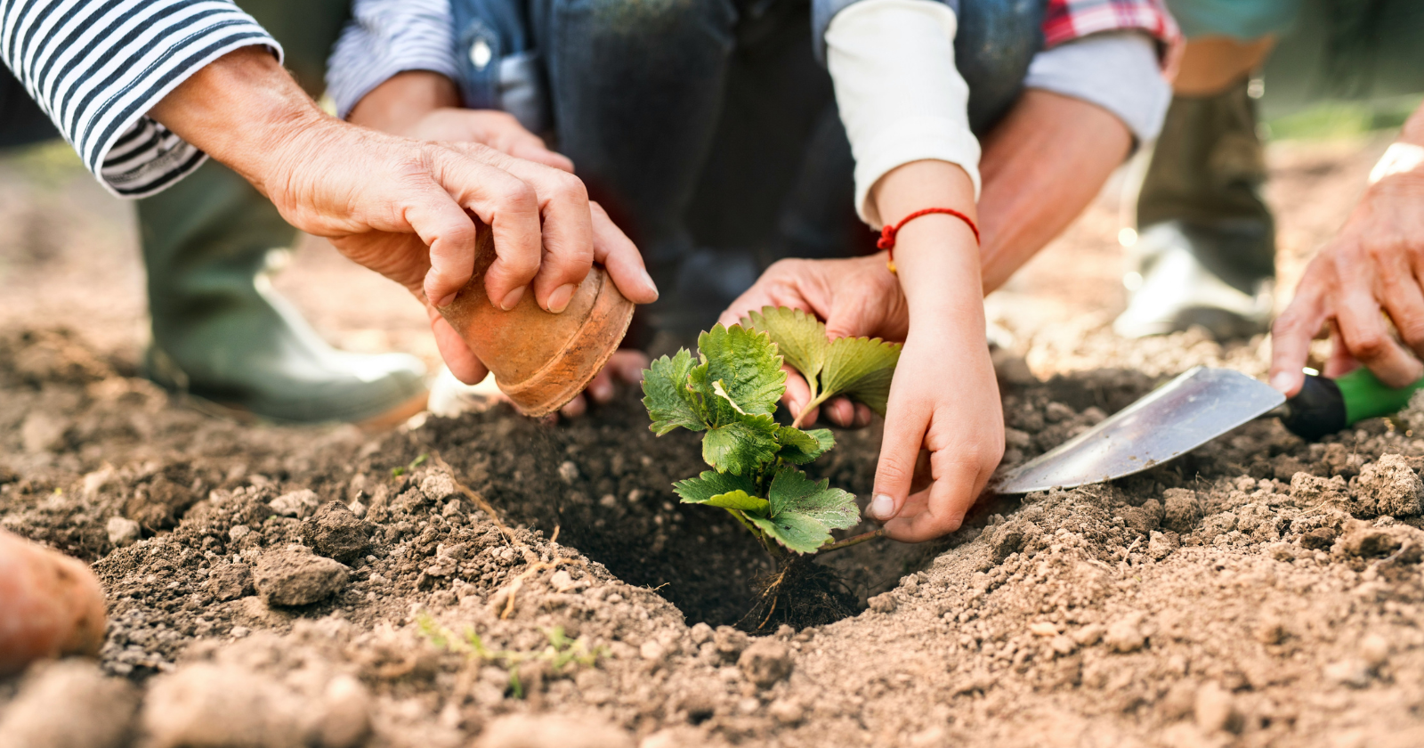 Apollo 14 carried roughly 500 tree seeds around the Moon in 1971, they were germinated and planted in schoolyards and state capitols across America, and then nobody kept a proper list — until a NASA scientist started hunting the survivors and has now tracked down dozens still growing.