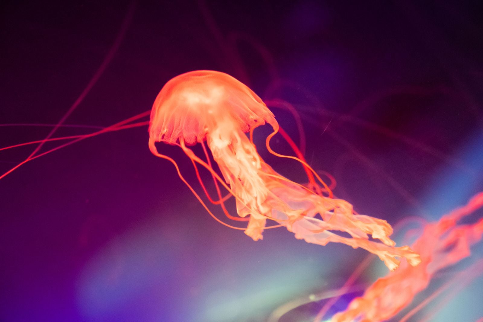 Turritopsis dohrnii jellyfish
