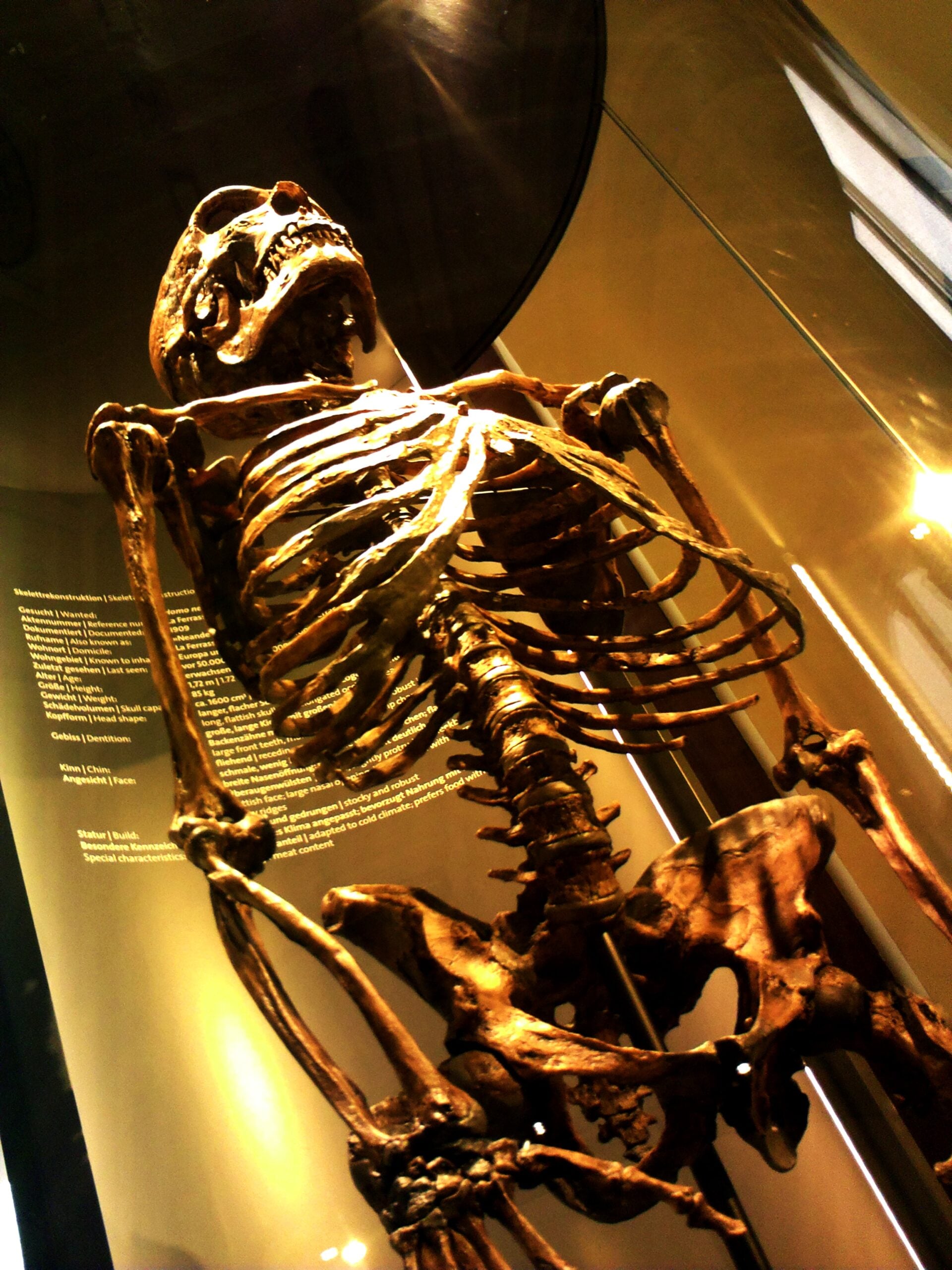 Male Neanderthal pelvises resemble those of modern women more closely than modern men—not because women are “less evolved,” but because modern men may be the anatomical outlier. A new study argues that men evolved forward-shifted hip joints that turn the pelvis into a spring-like shock absorber for long-distance walking.