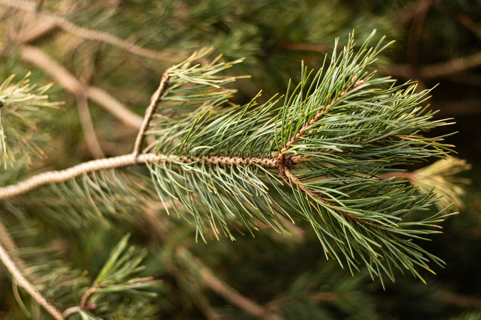 Wollemi pine foliage