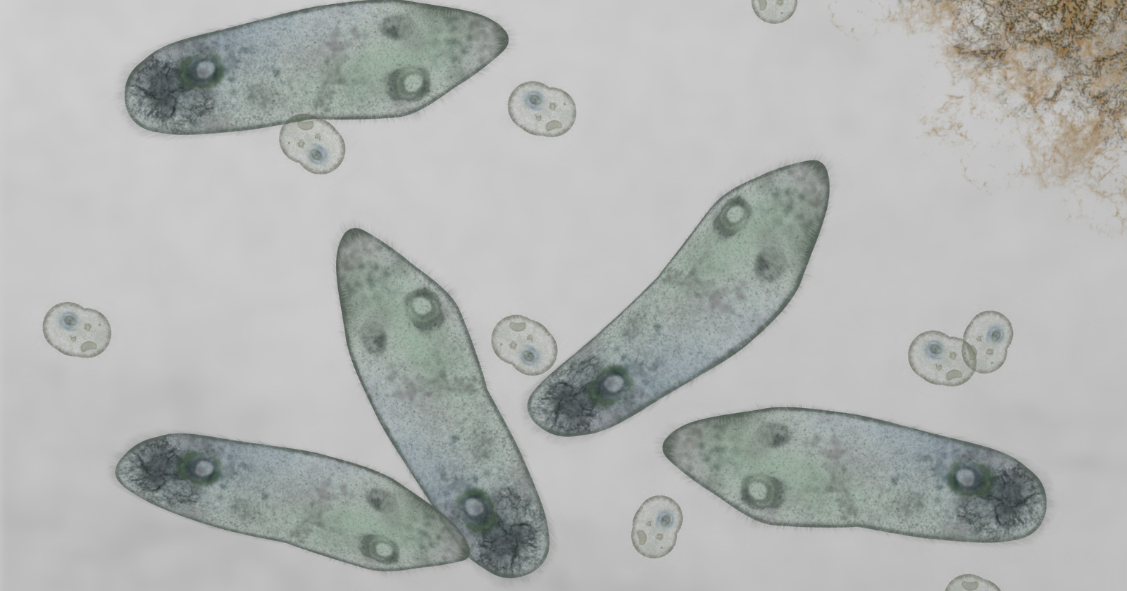 French, Russian, and German researchers thawed sediment from nine sites of Siberian and Kamchatkan permafrost and revived thirteen previously undescribed viruses, the oldest of them from ground beneath a Yakutian lake bed dated to more than 48,500 years, and the reason every one of the thirteen can infect nothing but amoebae is a decision the team made before the first sample went into the dish