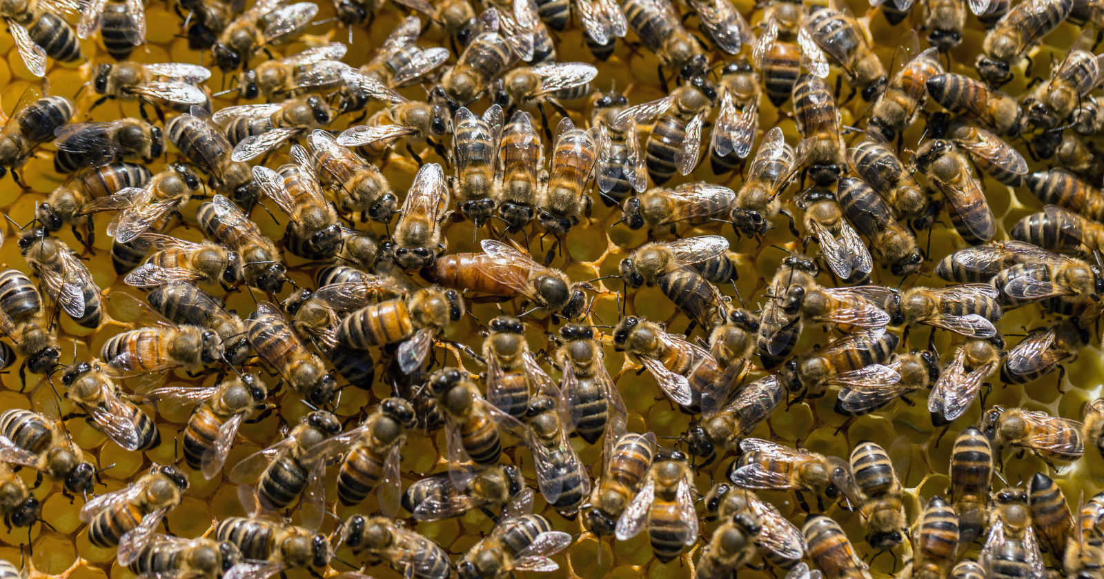 Scientists found an estimated 5.5 million wild bees living beneath a New York cemetery — millions of solitary insects packed into underground burrows across just 1.5 acres, creating one of the largest nesting aggregations ever recorded at a site where the species has quietly survived for generations