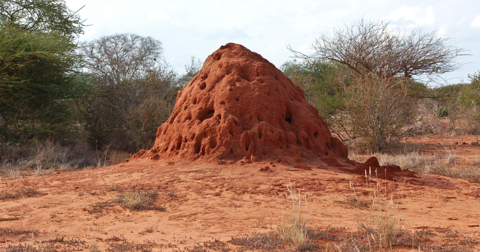 200 million evenly spaced termite mounds cover a region of northeastern Brazil roughly the size of Great Britain — some are 4,000 years old, and they aren't nests at all but dirt excavated from a vast network of tunnels hidden underneath