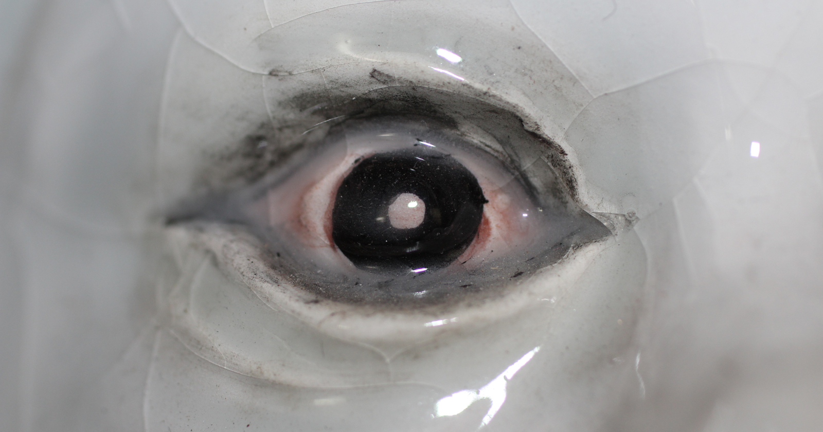 Scientists have traced the human eye back to a tiny one-eyed ancestor that lived nearly 600 million years ago — and remnants of that ancient “cyclops” eye may still survive inside our brains as the pineal gland