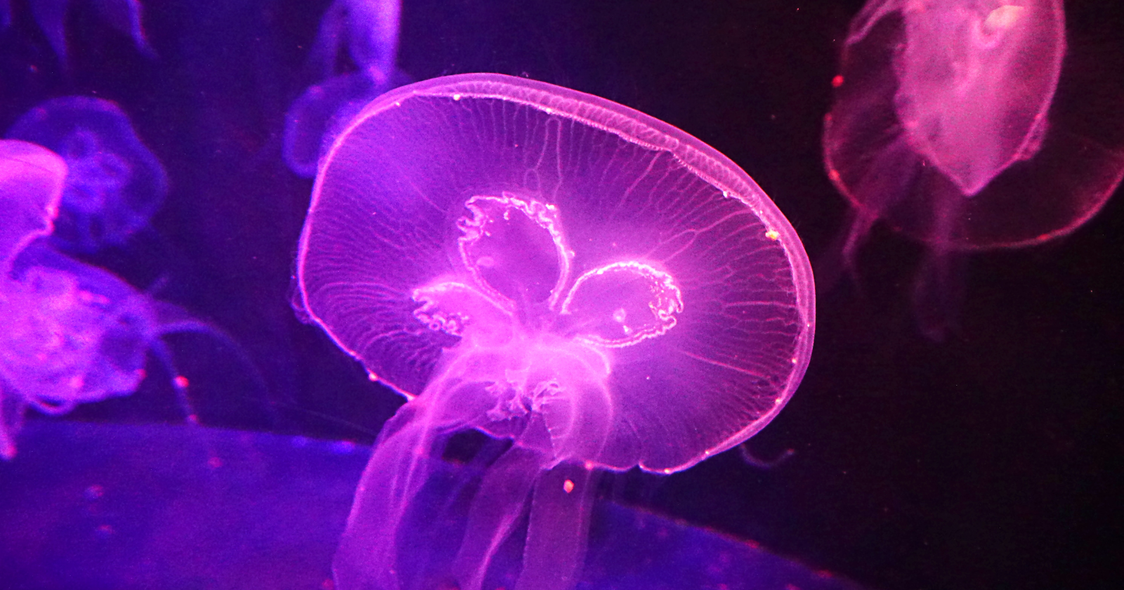A protein that makes jellyfish glow was repurposed by researchers in Sweden as the light-harvesting material in a tiny solar cell — when exposed to UV light, it generated an electrical current