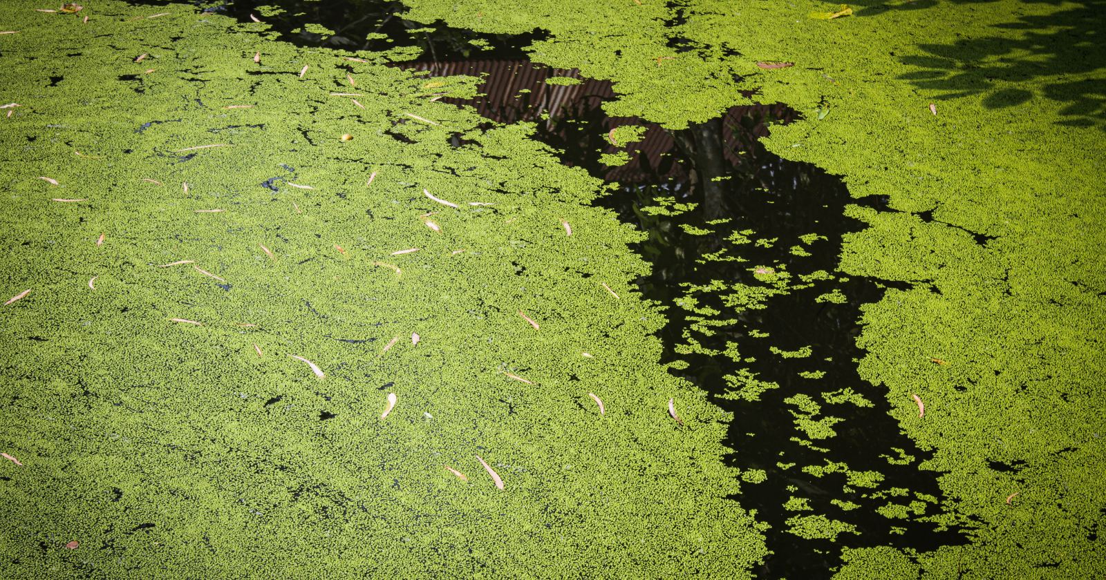 Cambridge researchers kept a computer chip running for a year using blue-green algae in a container about the size of an AA battery — the living power source harvested energy from light and continued supplying electricity through periods of darkness
