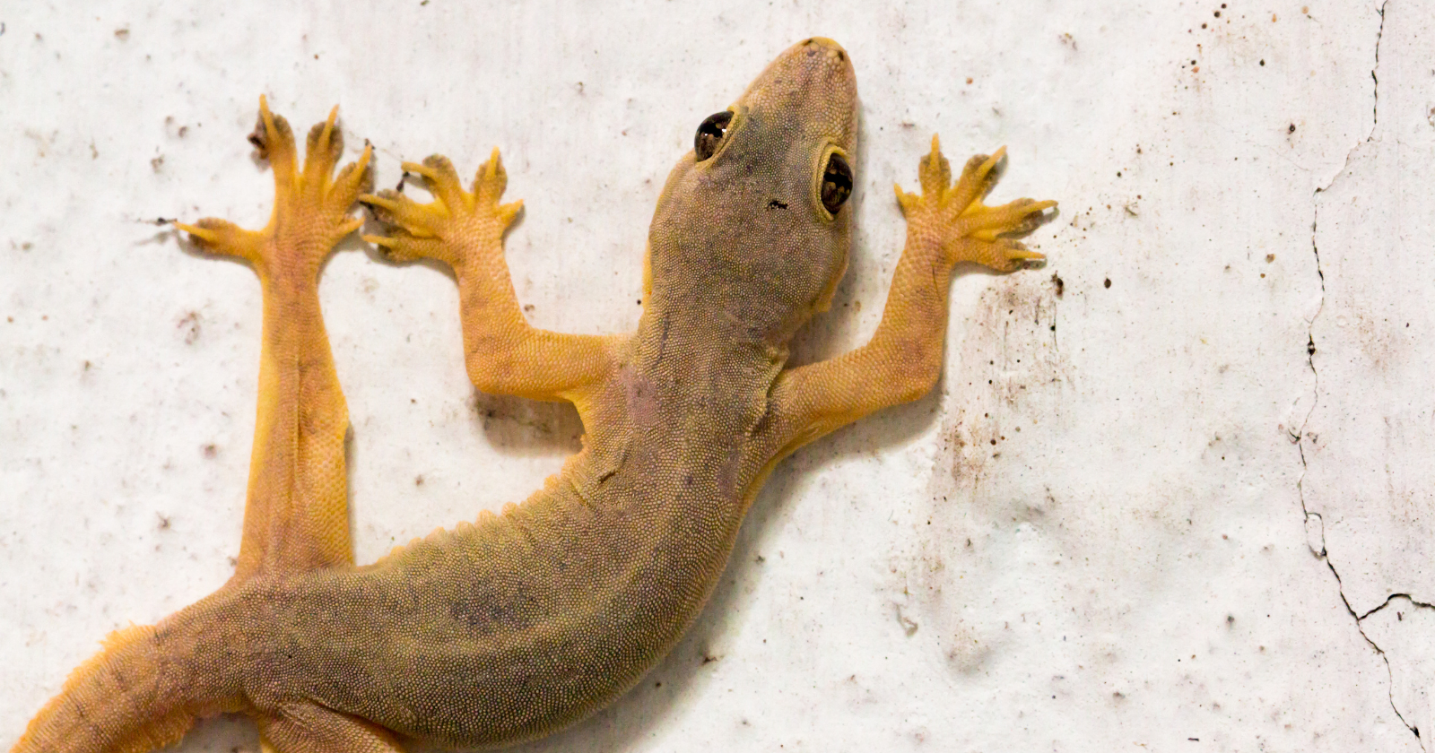 In 1971, scientists moved just five pairs of Italian wall lizards onto a small Croatian island; 36 years later their descendants had larger heads, stronger bites and altered digestive tracts suited to eating far more vegetation than the original population