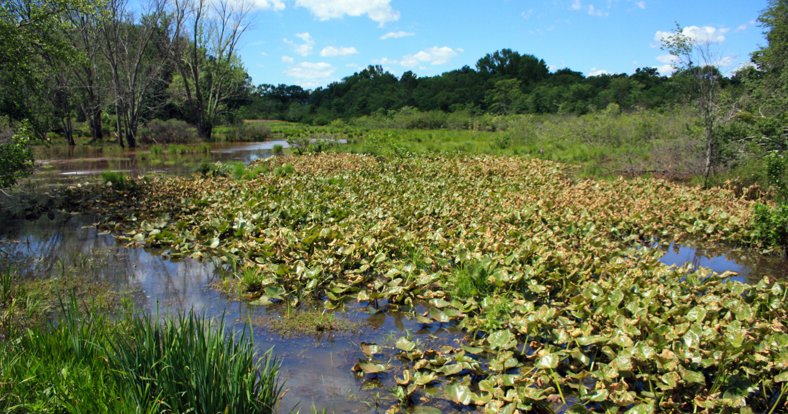New York's Port Authority considered turning 10,000 acres of New Jersey wetlands into a major jet airport in 1959, but local residents raised $1 million to buy the land instead — the Great Swamp is now a wildlife refuge supporting more than 240 bird species just 26 miles from Times Square