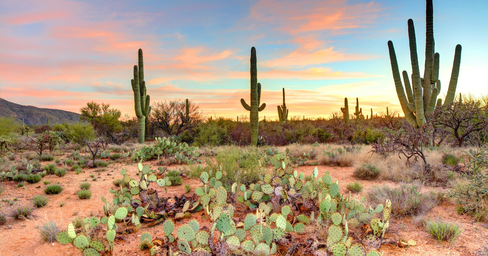 Ecologists fenced kangaroo rats out of plots in the Arizona desert to study competition among rodents — twelve years later, grass was three times denser and the desert had begun turning into grassland