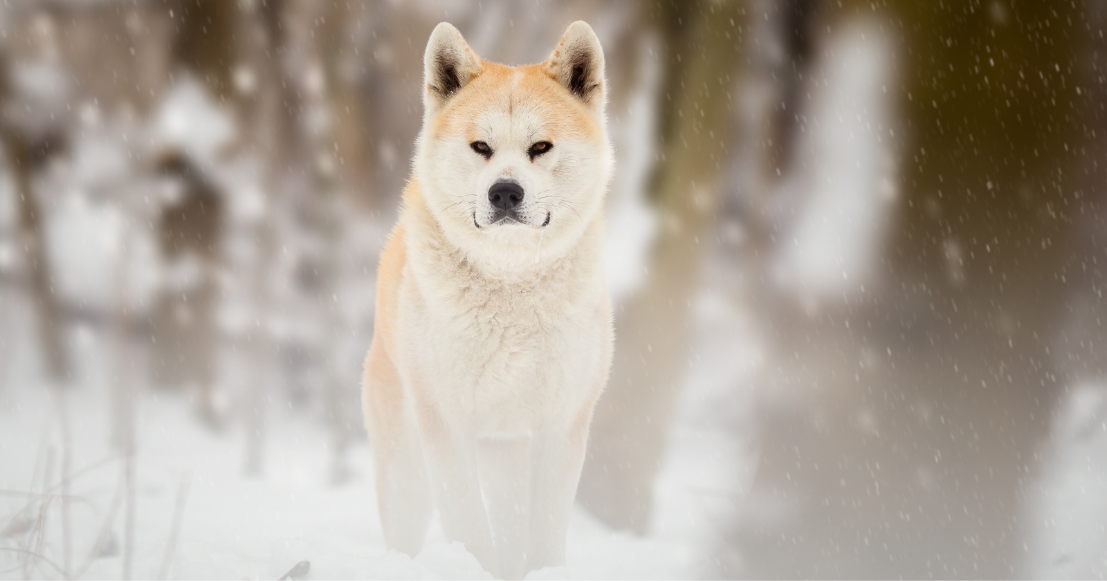 For 23 freezing days in Patagonia, a dog named Talero refused to leave his deceased owner’s side — driving away foxes and scavenger birds, hunting small animals to survive, and finally alerting the searchers who found them