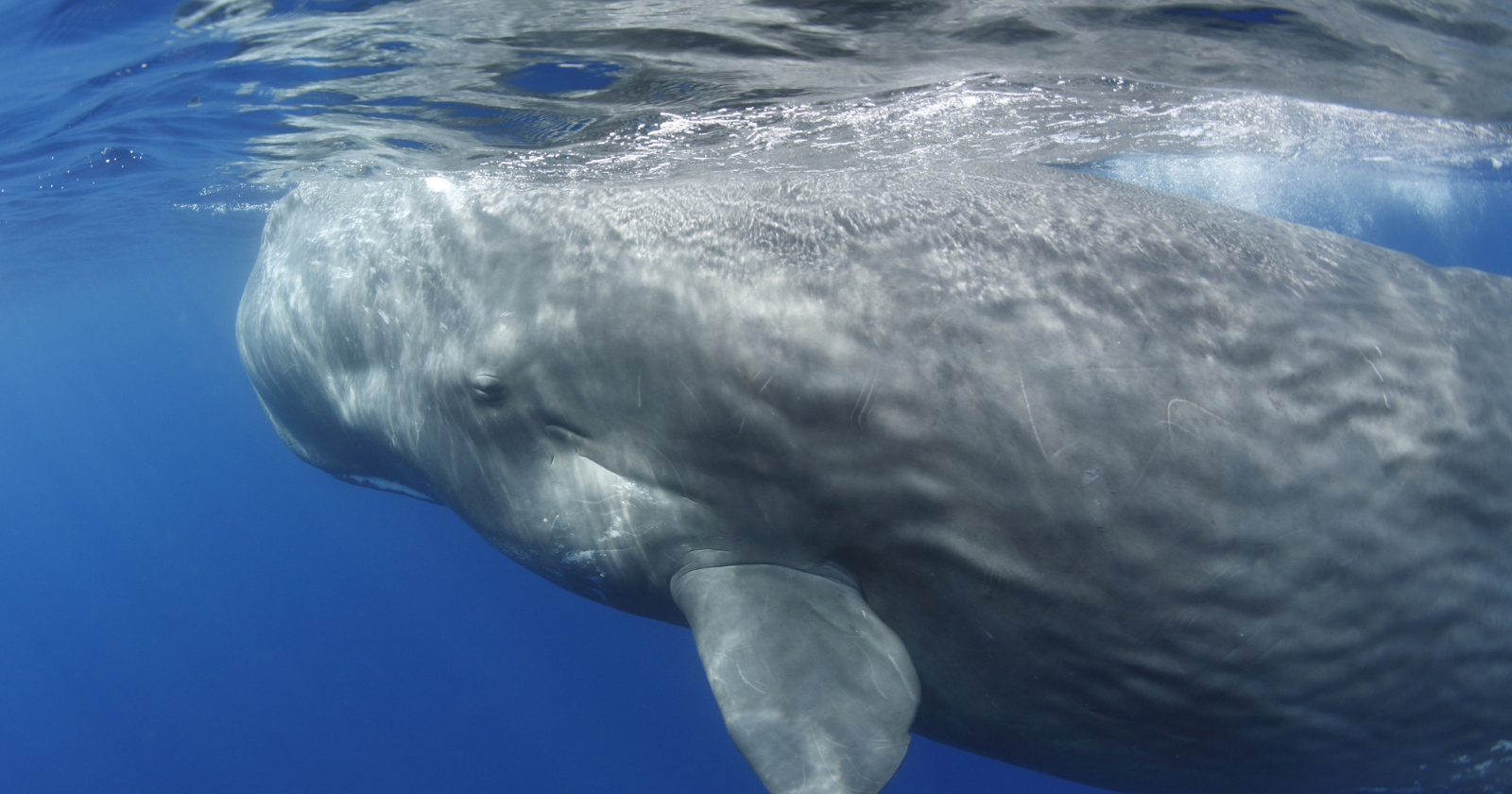 Scientists filmed a sperm whale giving birth and watched females from another family line help bring the calf into the world — then repeatedly lift the newborn to the surface and support it there while it was still too weak and uncoordinated to swim properly on its own