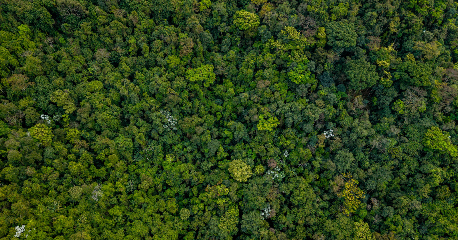 Deep in the Amazon, researchers found birds and monkeys passing predator warnings from one species to another — a single alarm can ripple through the canopy as other animals hear it, react and pass the danger on
