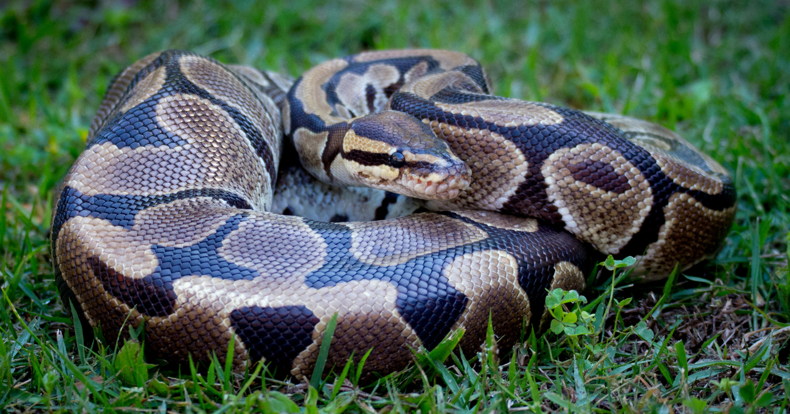 Florida is fighting its Burmese python invasion by putting GPS collars on opossums — when a python swallows one, the tracker keeps transmitting from inside the snake and leads researchers straight to it