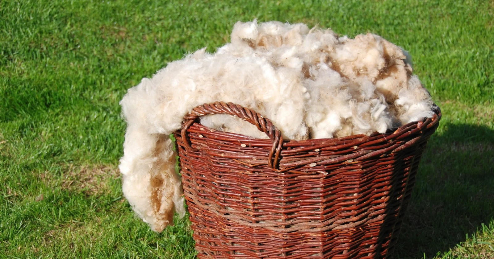 Sheep wool was mixed into clay soil along with alginate, a polymer taken from the cell walls of brown seaweed, and the blocks were left to air-dry rather than fired. Adding wool fibre increased compressive strength by 37 percent, and combining wool with alginate roughly doubled the soil's compressive resistance.