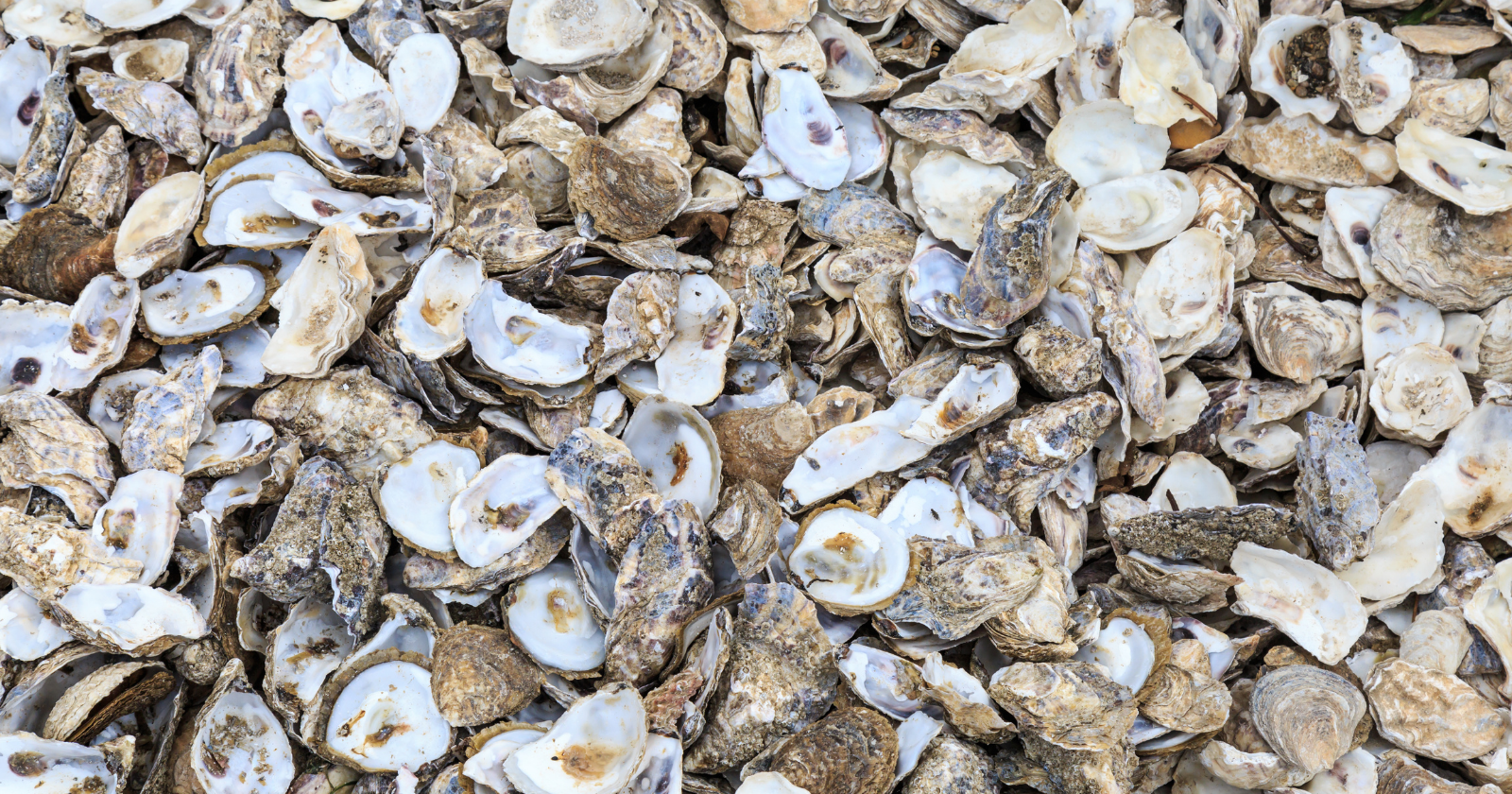 New York restaurants send their used oyster shells to Governors Island, where they cure outdoors before being returned to the harbor as hard substrate for new reefs, and by the end of 2025 the Billion Oyster Project had collected 3.2 million pounds of shell and restored more than 180 million oysters across New York Harbor.