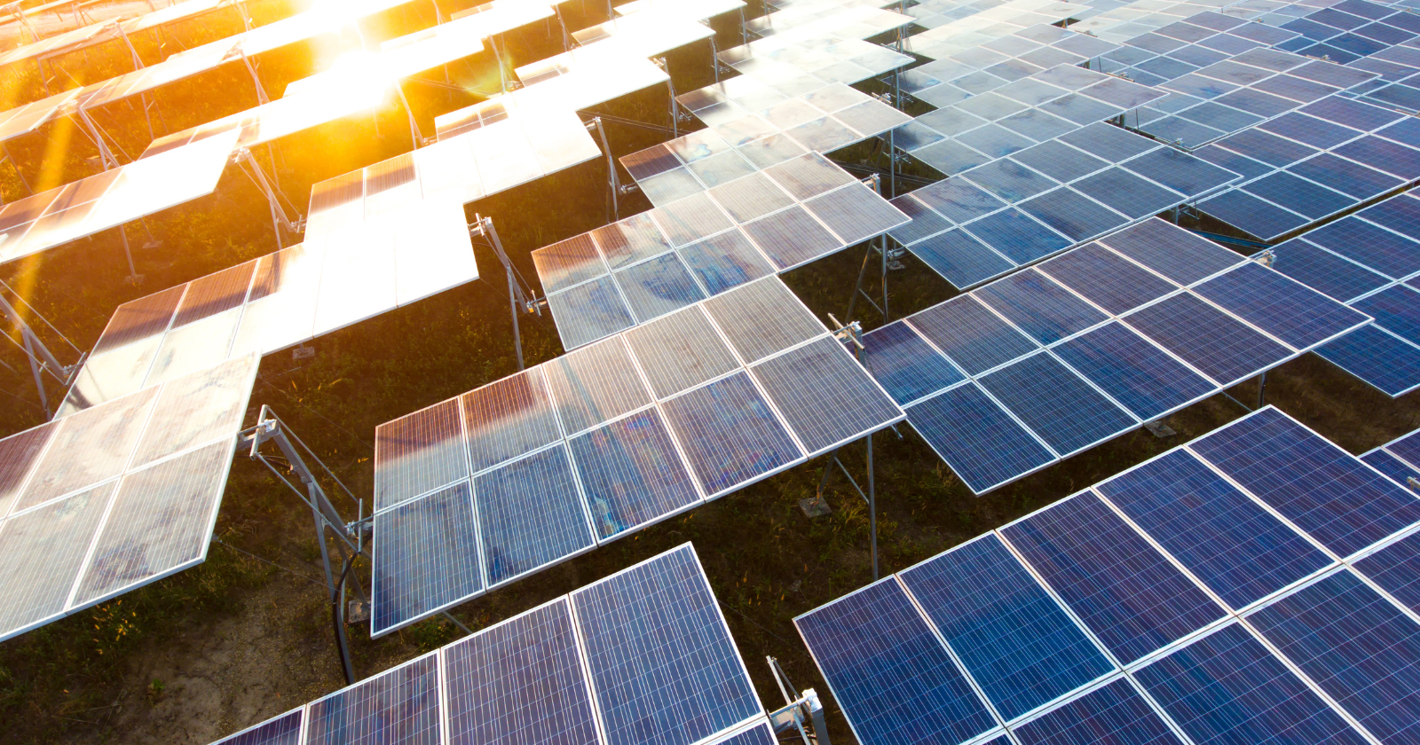Two Minnesota solar farms built on retired cropland were sown with native grasses and wildflowers in early 2018. Across 358 surveys through August 2022, total insect abundance roughly tripled and native bees increased twentyfold, with bees from the restored habitat also visiting soybean flowers in neighboring fields.