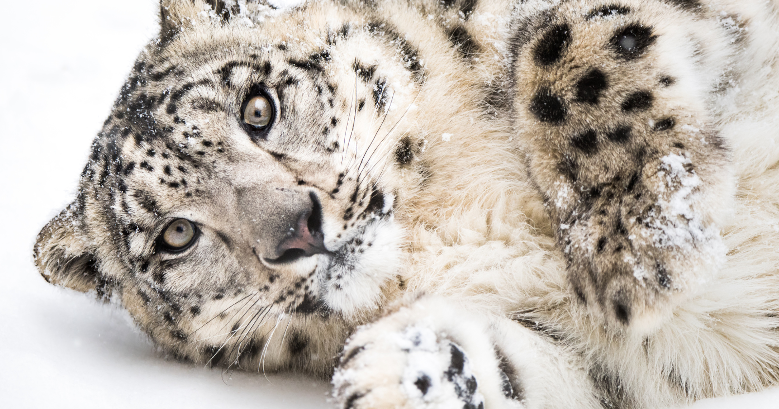Between 2013 and 2017, four snow leopards in eastern Nepal were fitted with collars that logged their position every four hours, and the map that came back was 6 to 97 times bigger than earlier range estimates for Nepal. Three of the cats spent up to a third of their time in India or China.