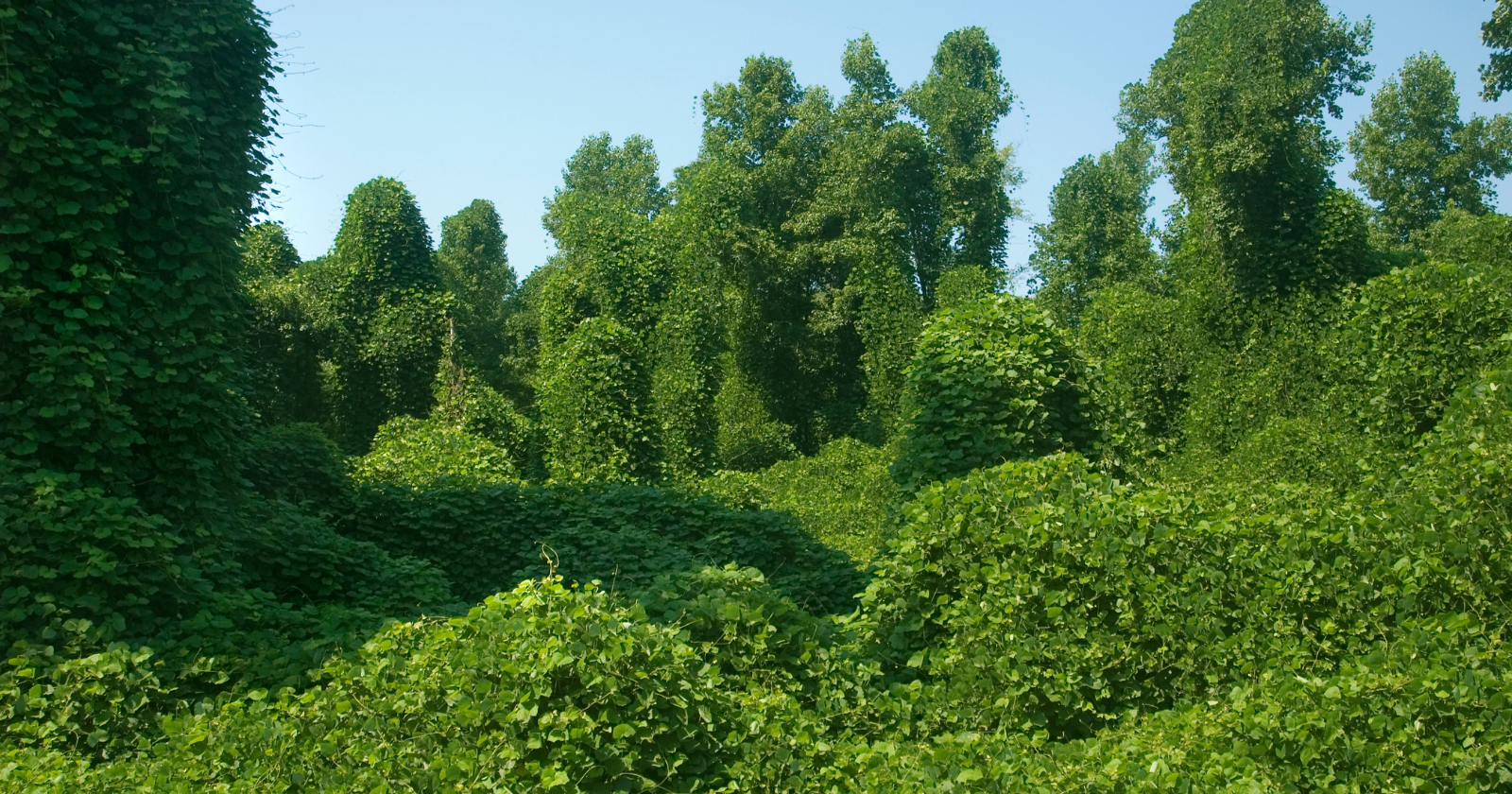 In 1935 the government paid Southern farmers eight dollars an acre to plant a fast-growing Japanese vine to stop their soil washing away. By 1946 they had covered 3 million acres with it, but its infamous takeover of the South has been wildly overstated.